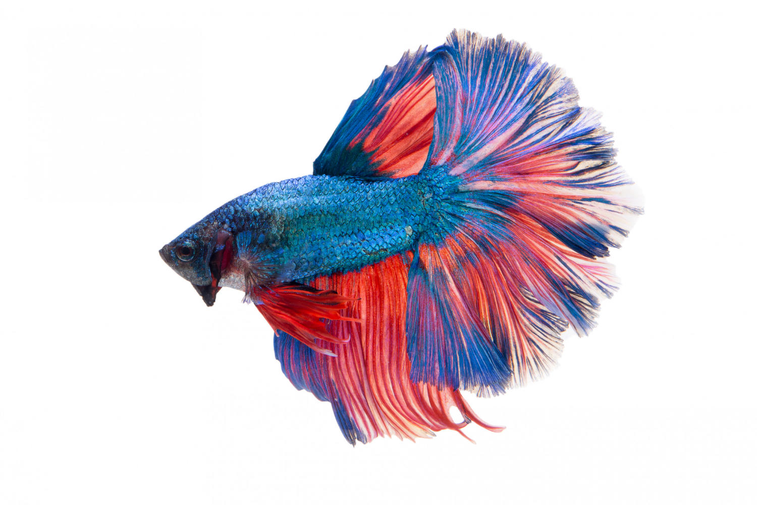 Signs of Illness in Betta Fish: What to Look For