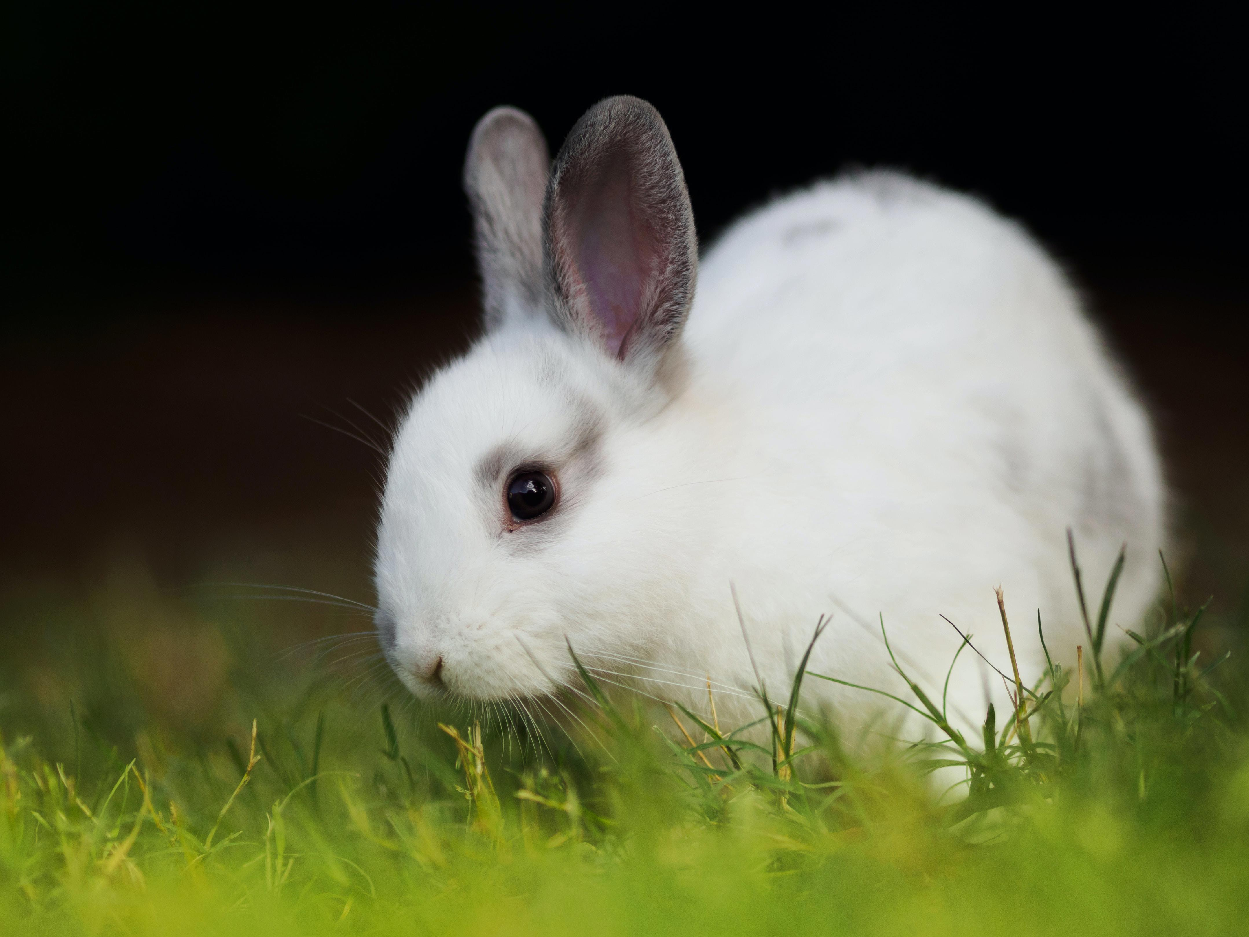 The Benefits of Feeding Fruits and Vegetables to Your Rabbit