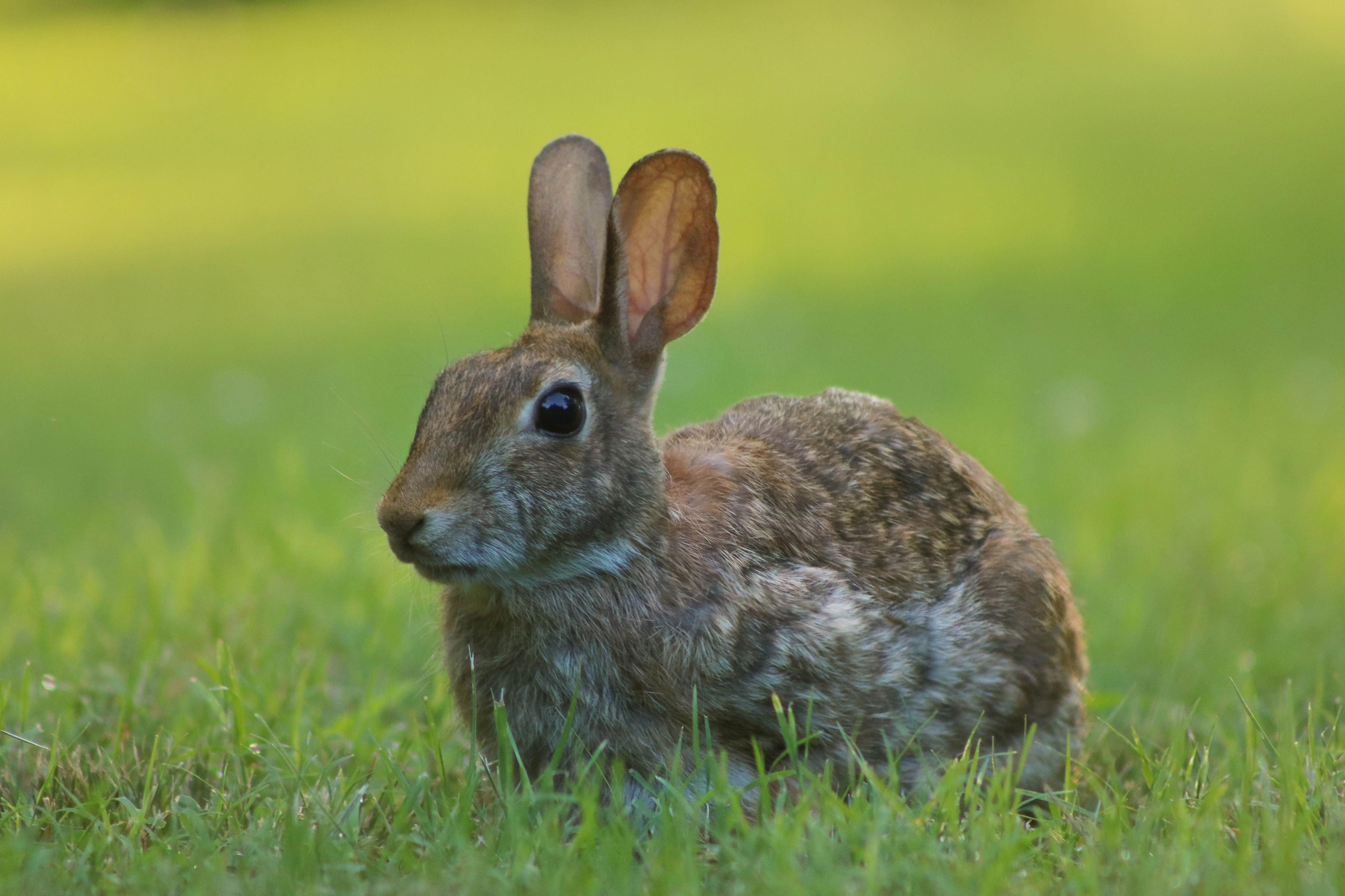 The Benefits of Spaying or Neutering Your Pet Rabbit