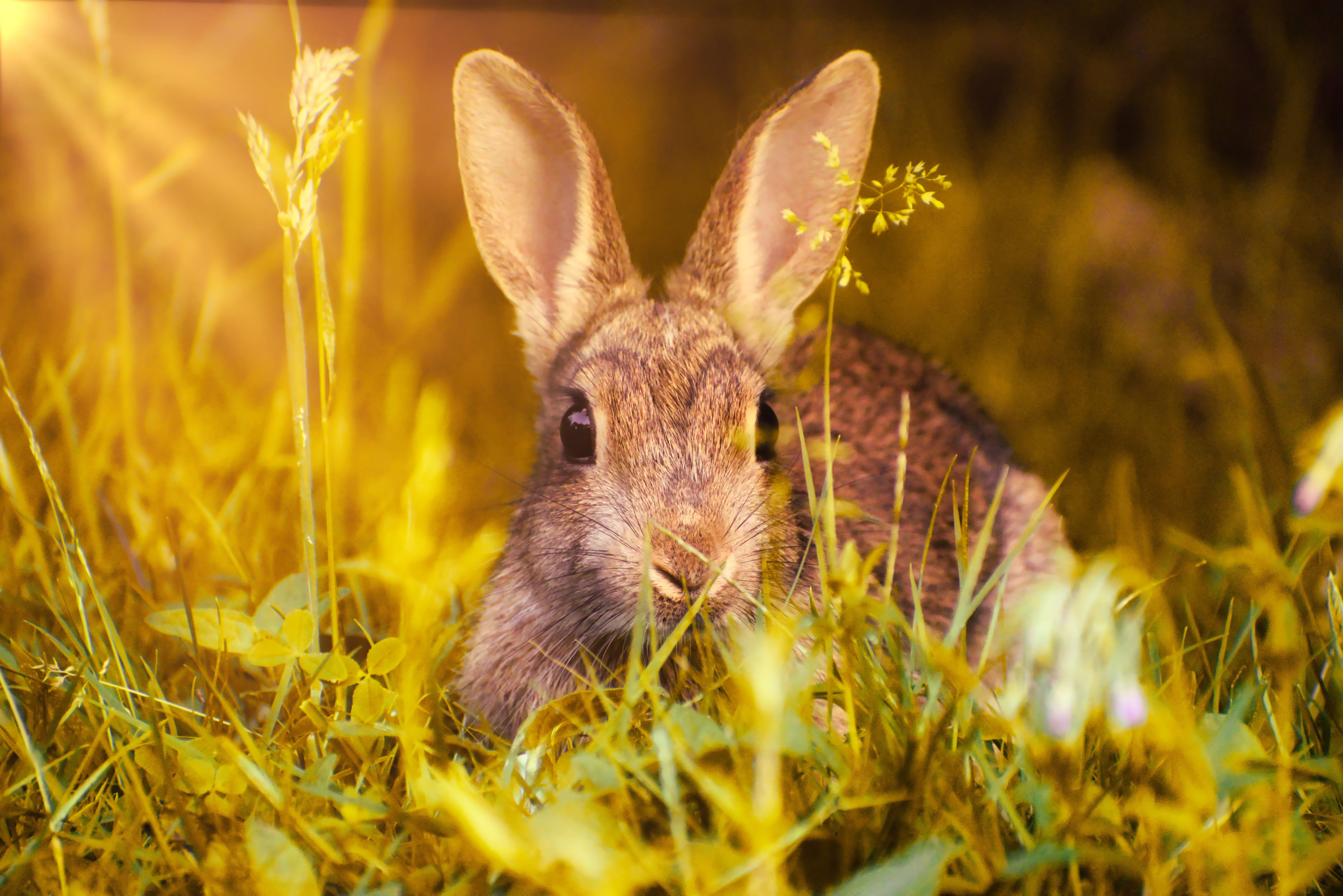 Living Harmoniously: Co-Habitating with Pet Rabbits and Other Animals