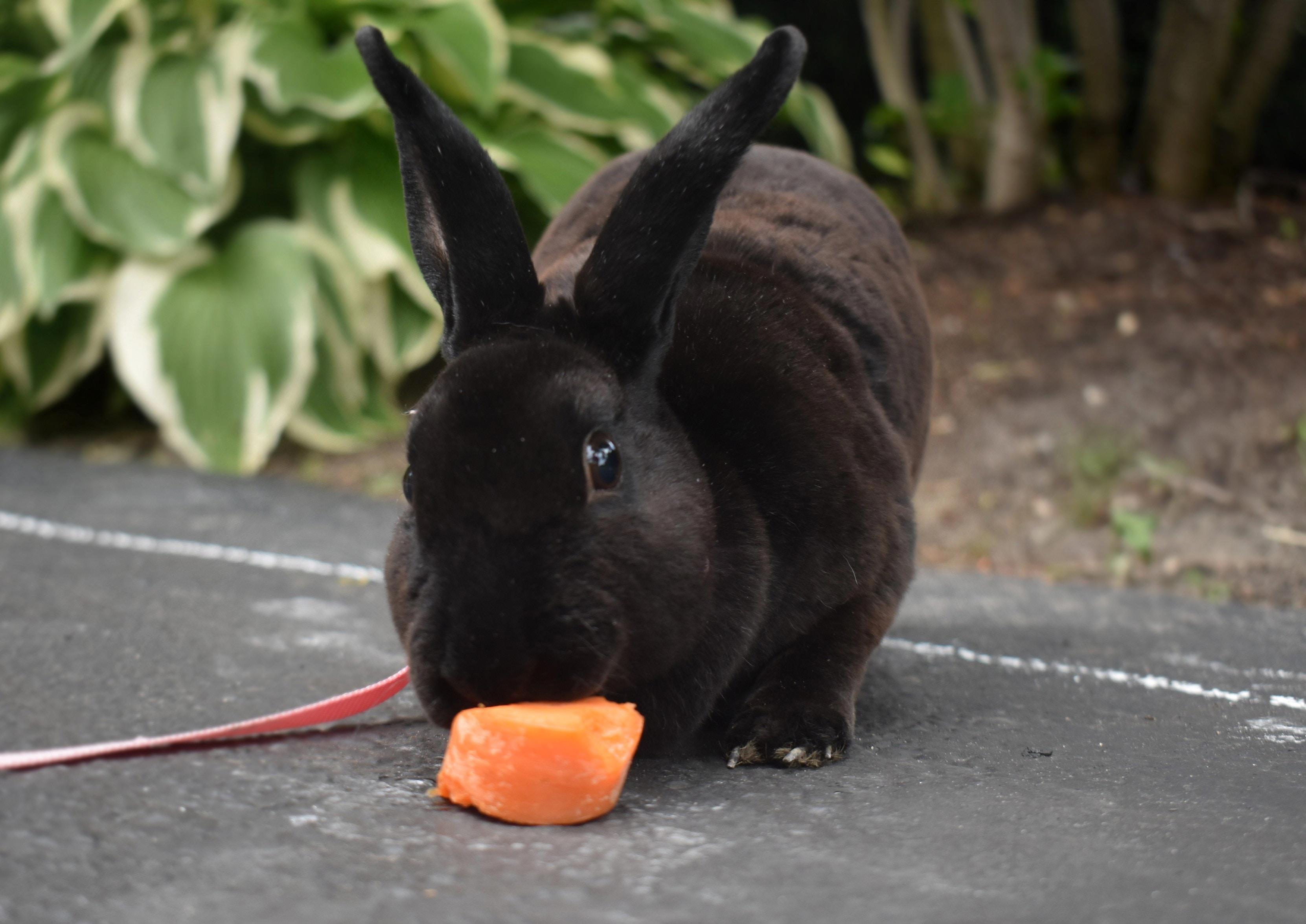 The Benefits of Exercise for Pet Rabbits: Understanding What They Need