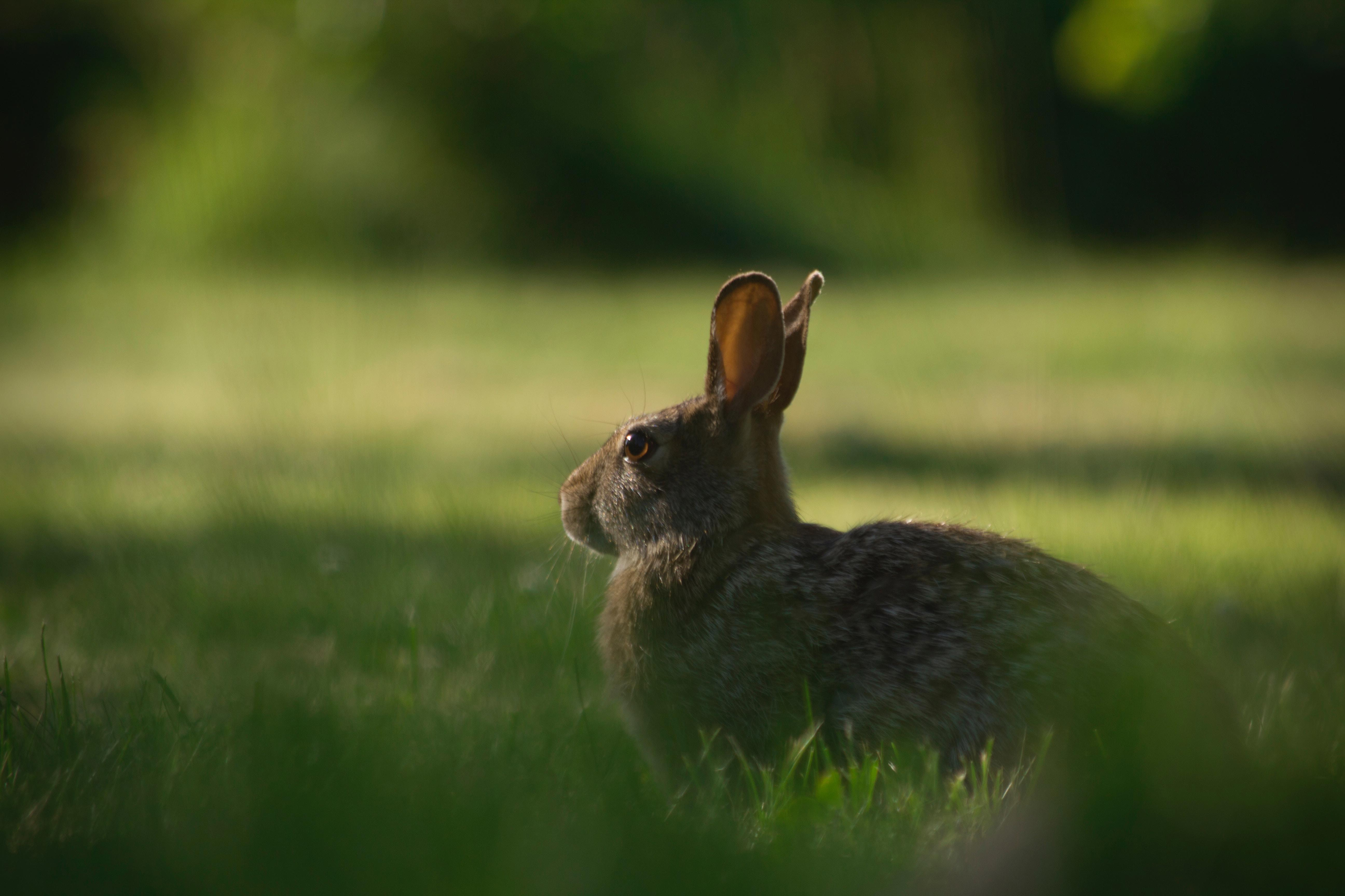 Navigating New Experiences: Introducing Your Rabbit to a New Environment and Other Pets