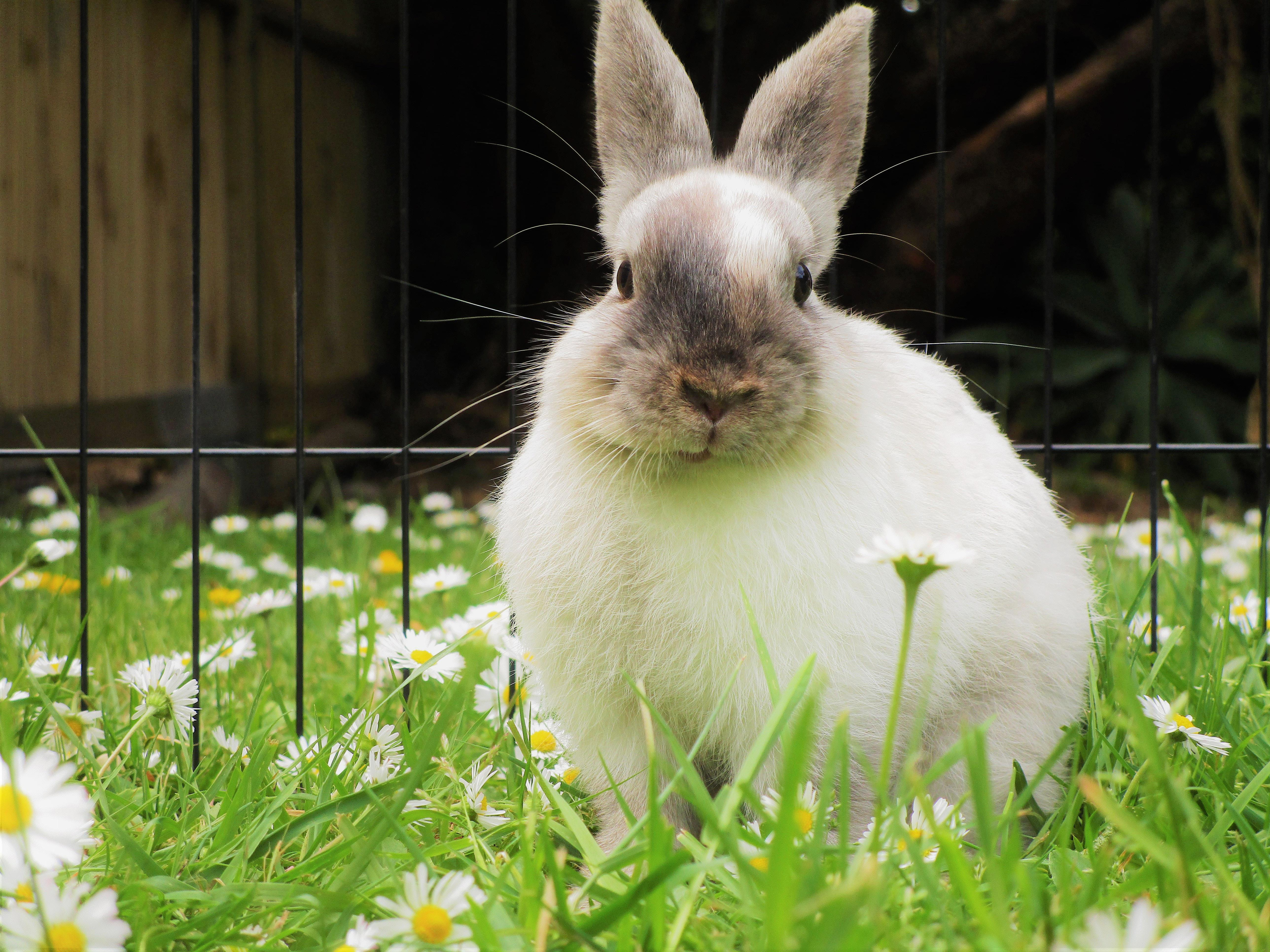 Uncovering the Life Expectancy of Pet Rabbits