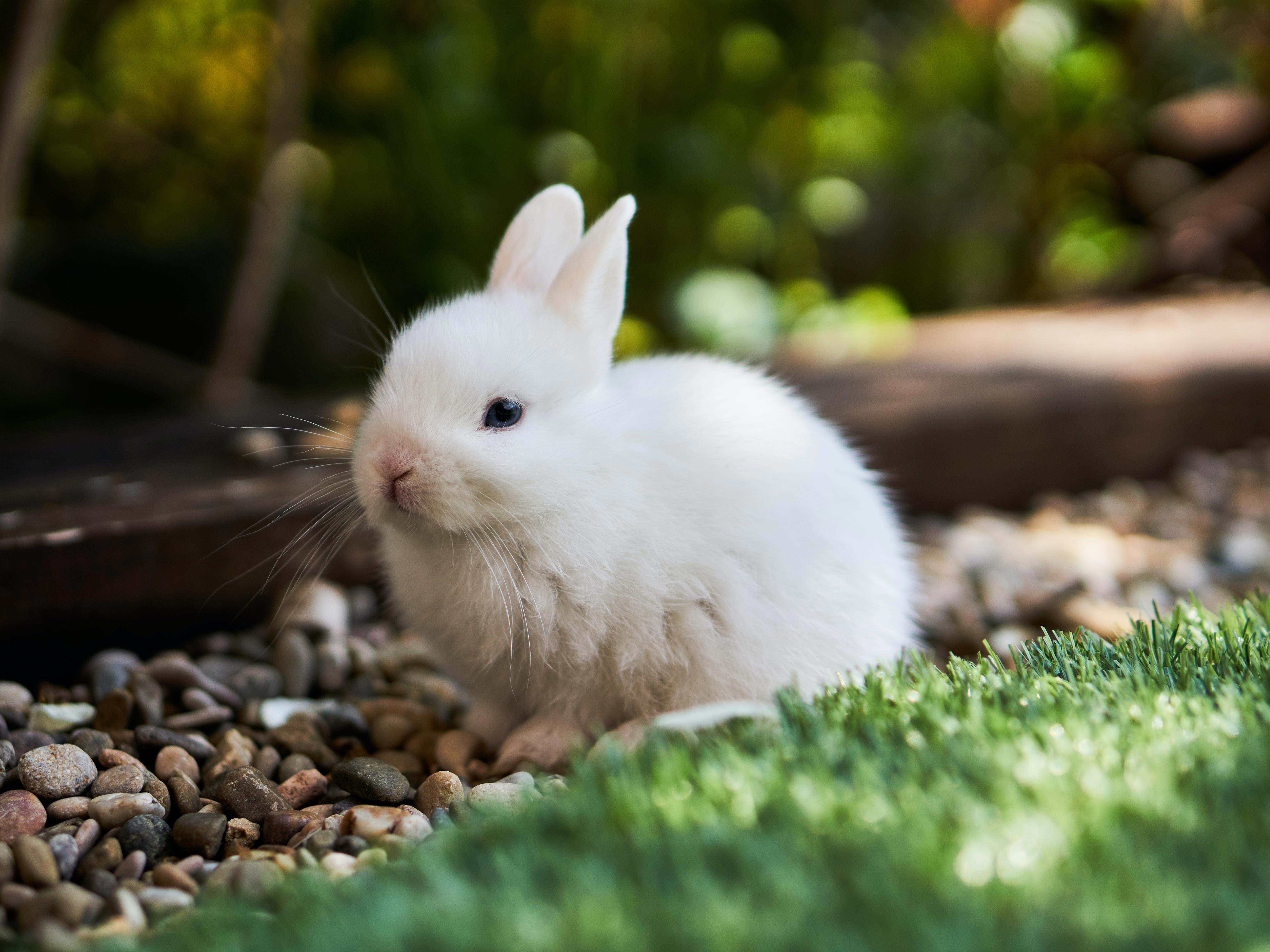 The Pros and Cons of Keeping Pet Rabbits in Cages All Day