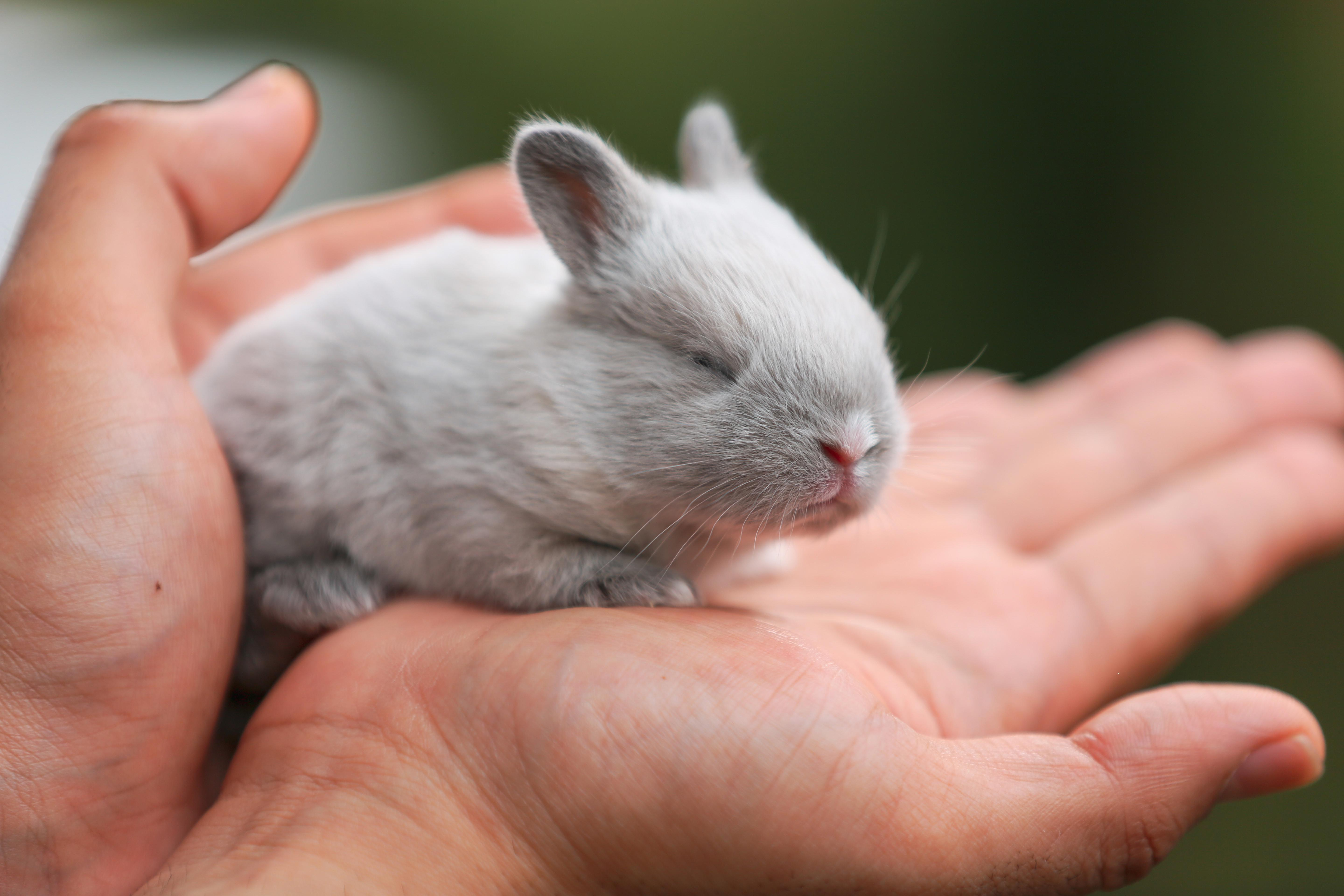Understanding Rabbit Behavior: Common Habits of Pet Rabbits