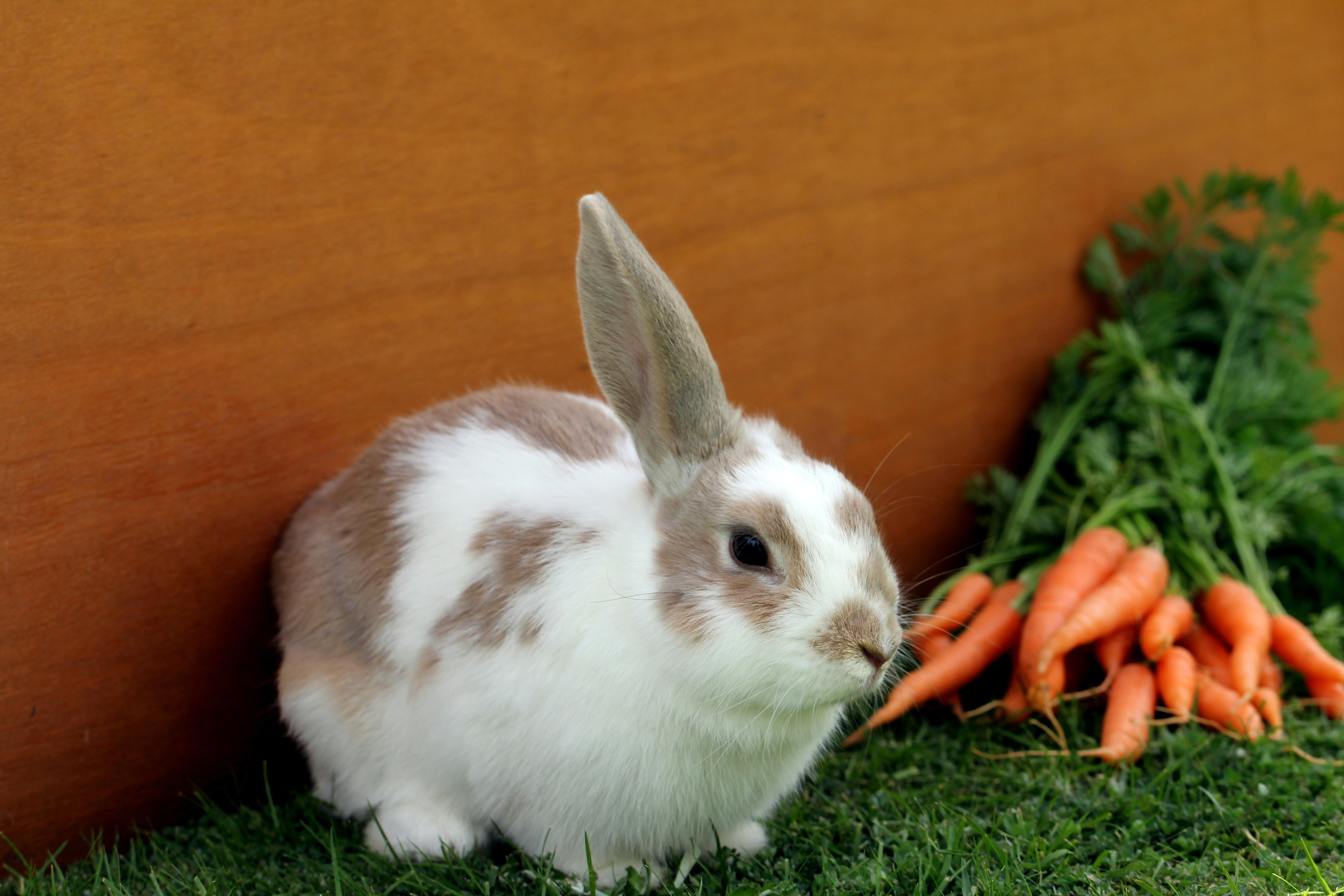 How to Litter Train Your Pet Rabbit: A Guide