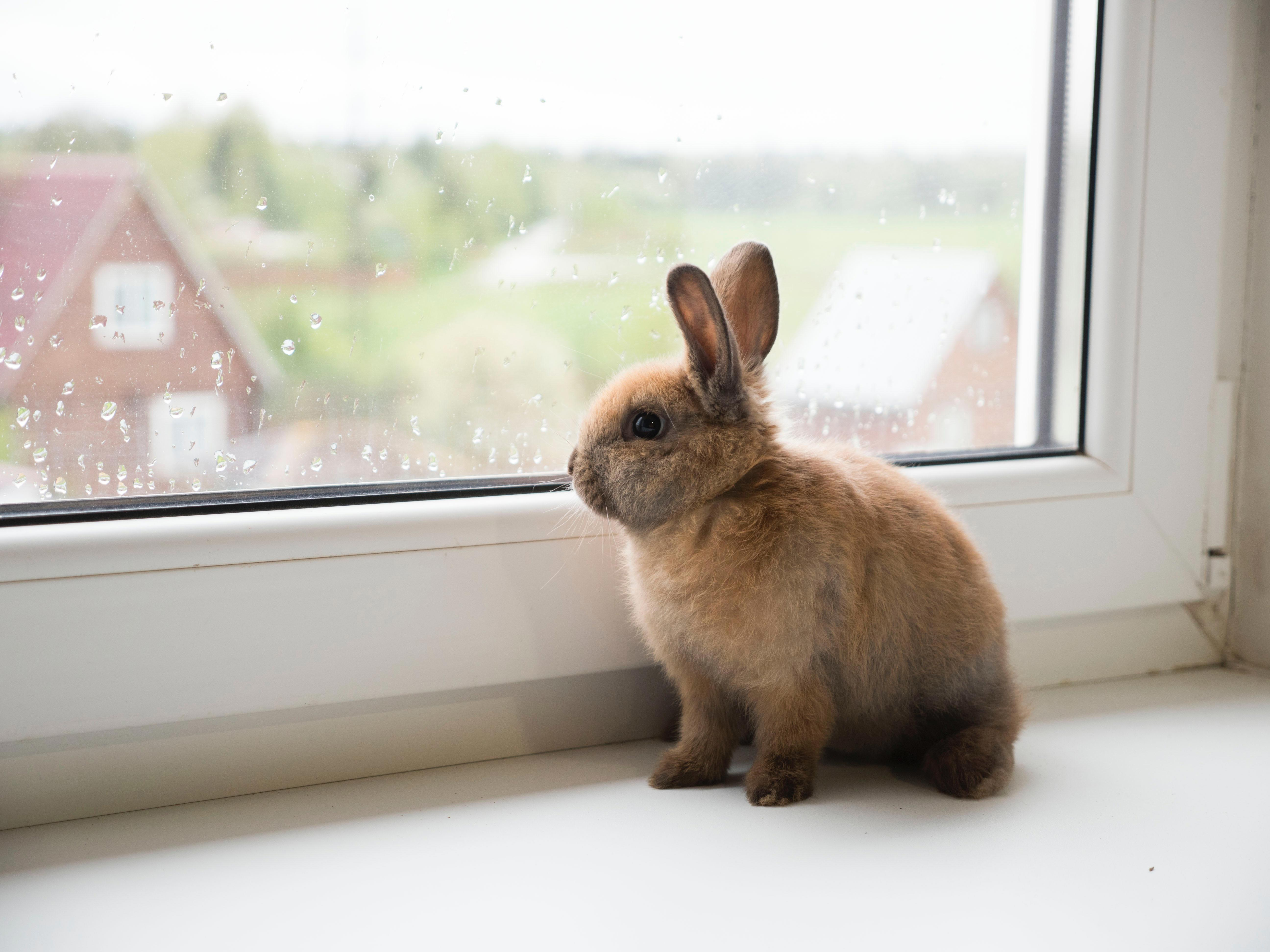 The Feeding Habits of Pet Rabbits: How Often Should You Provide Nourishment?
