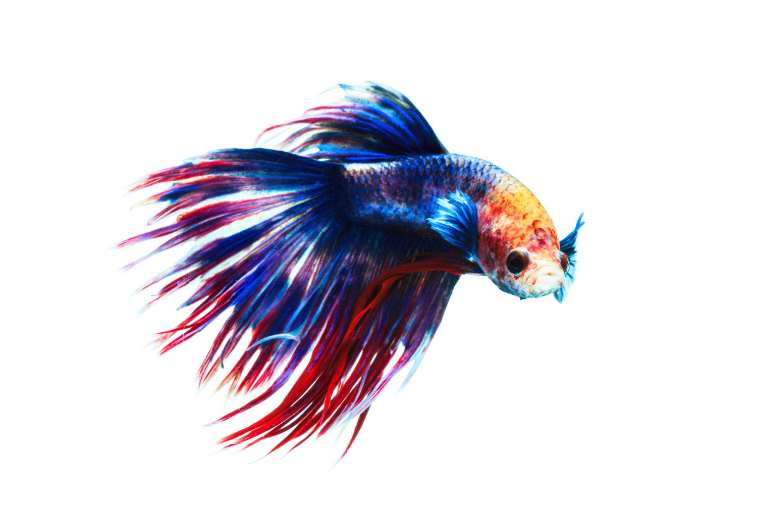 Betta Fish 101: Recommended Books and Websites for Beginners