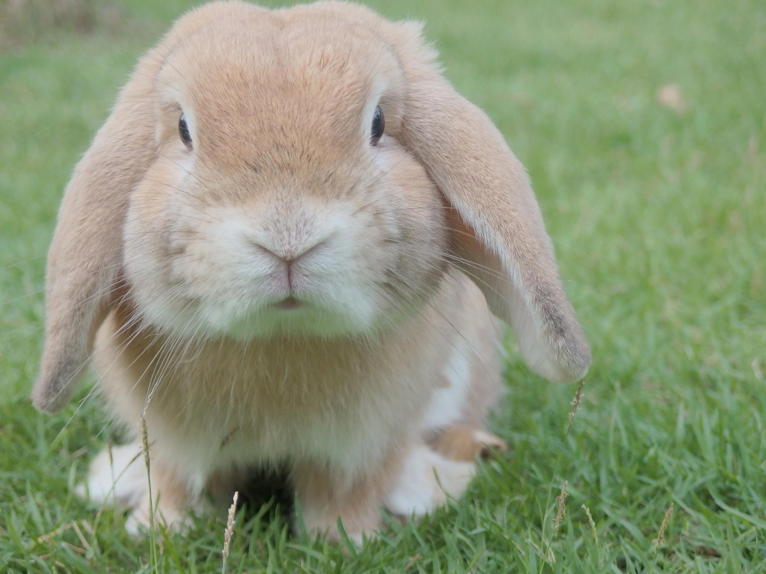 The Benefits of House Training Your Pet Rabbit