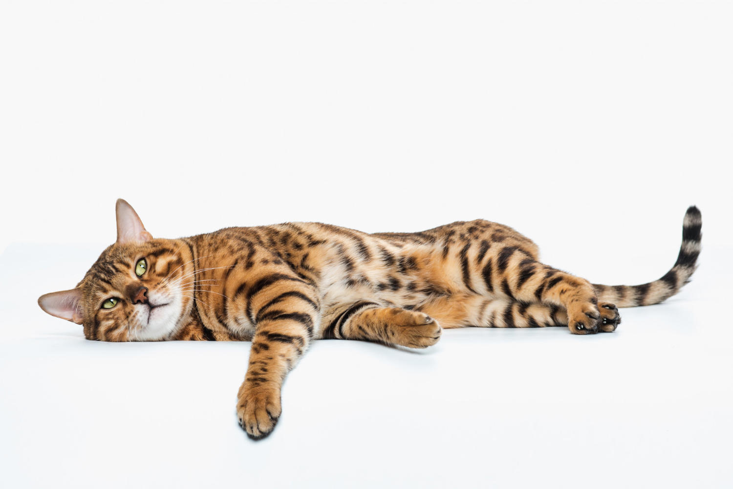 Discover the Top Cat Breeds with the Longest Lifespans: A Guide for Pet Owners