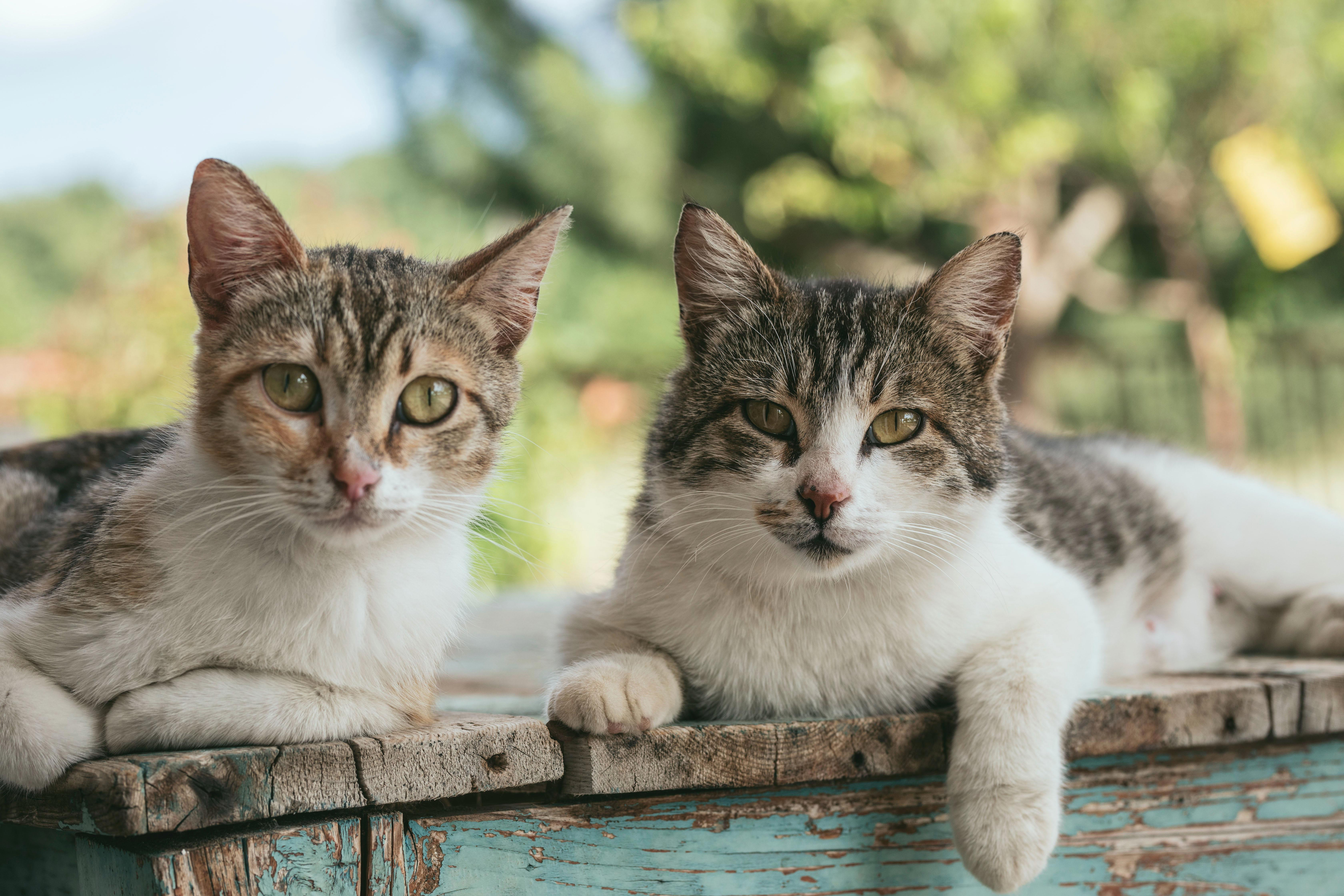 Exploring Cat Breeds: Understanding Energy Levels and Activity Variations