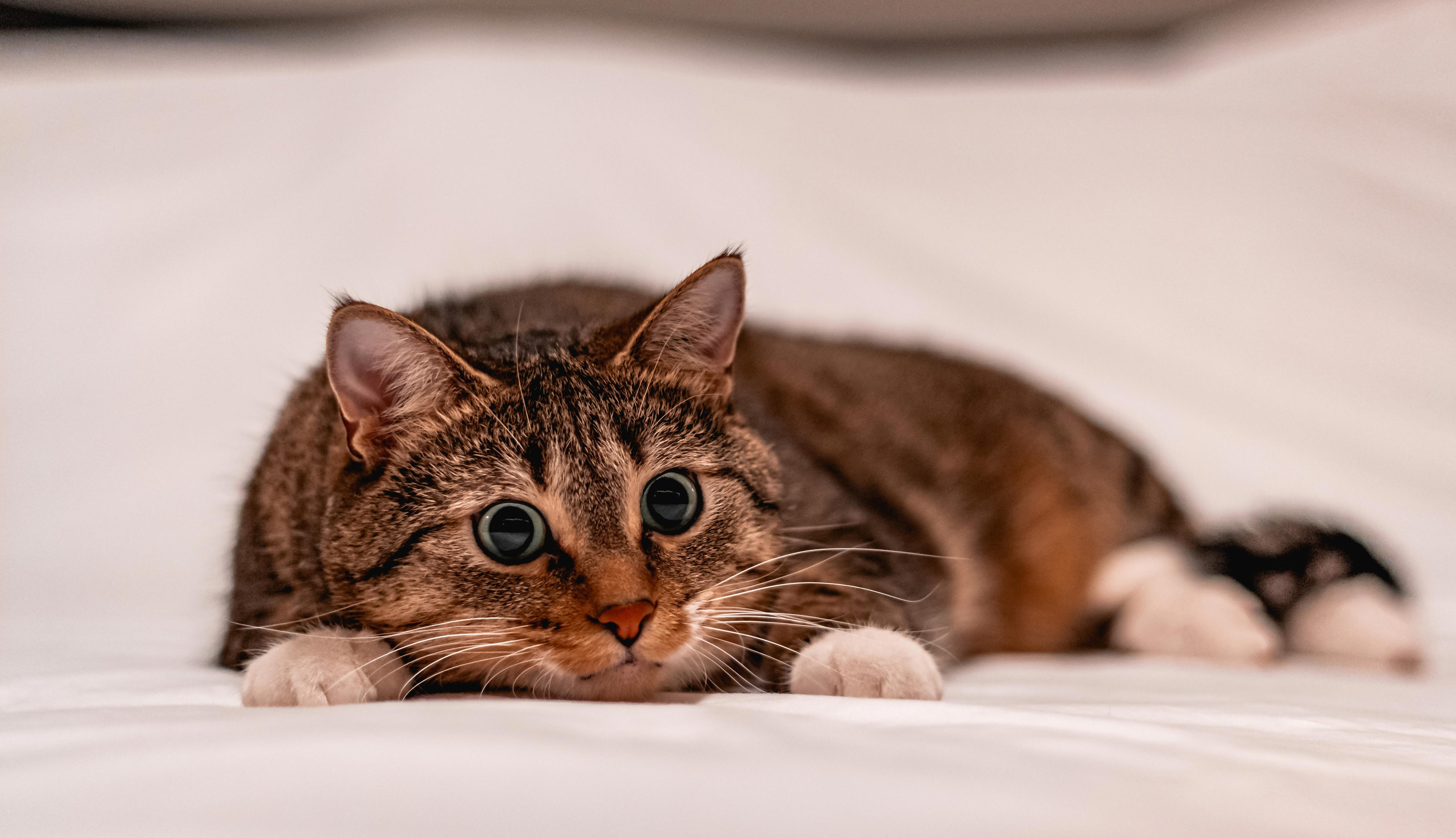 Trouble in Purr-adise: Exploring Common Cat Behavioral Problems