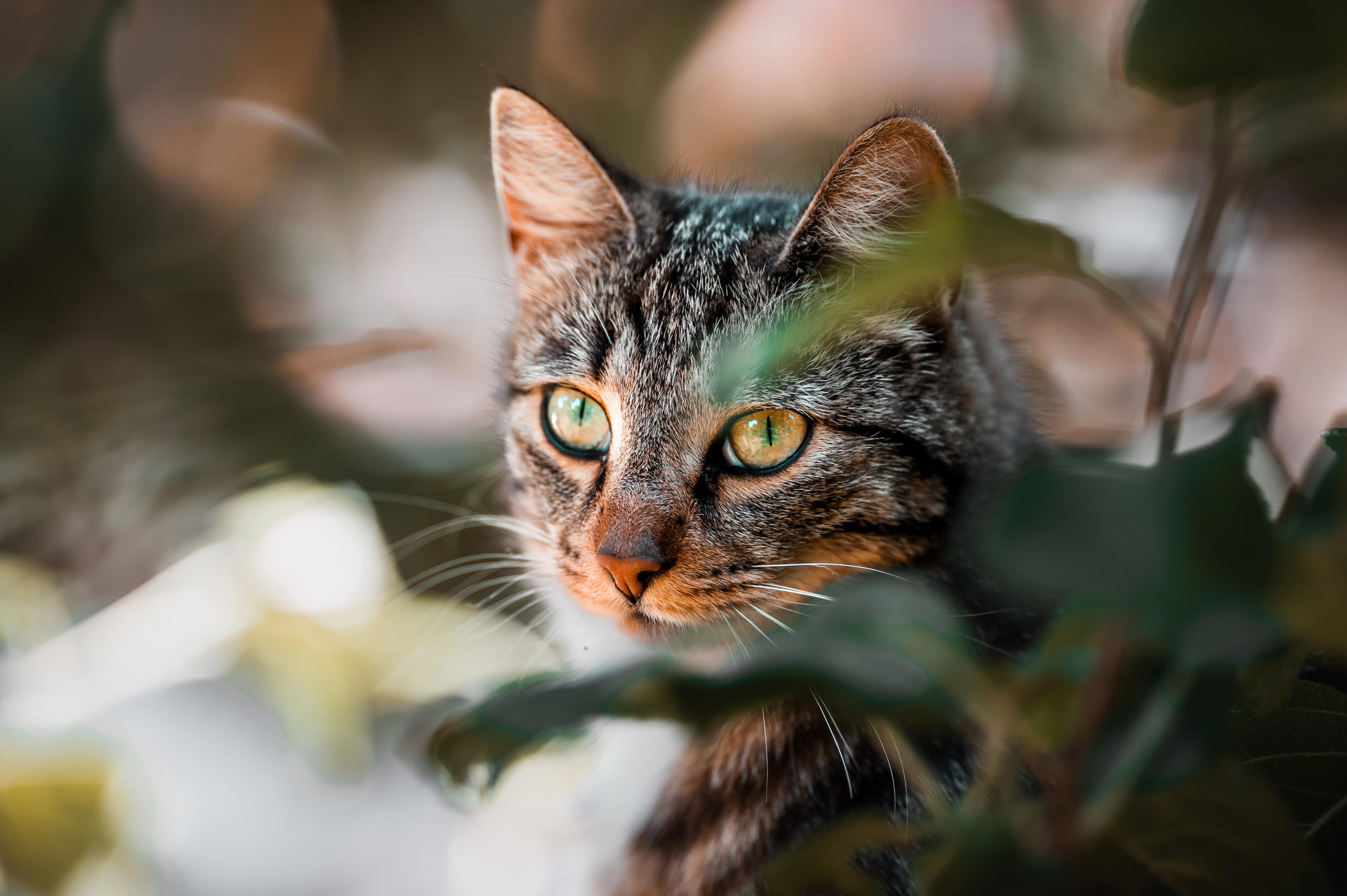 Indoor-Only Cat: Discover the Surprising Benefits of Keeping Your Feline Friend Indoors