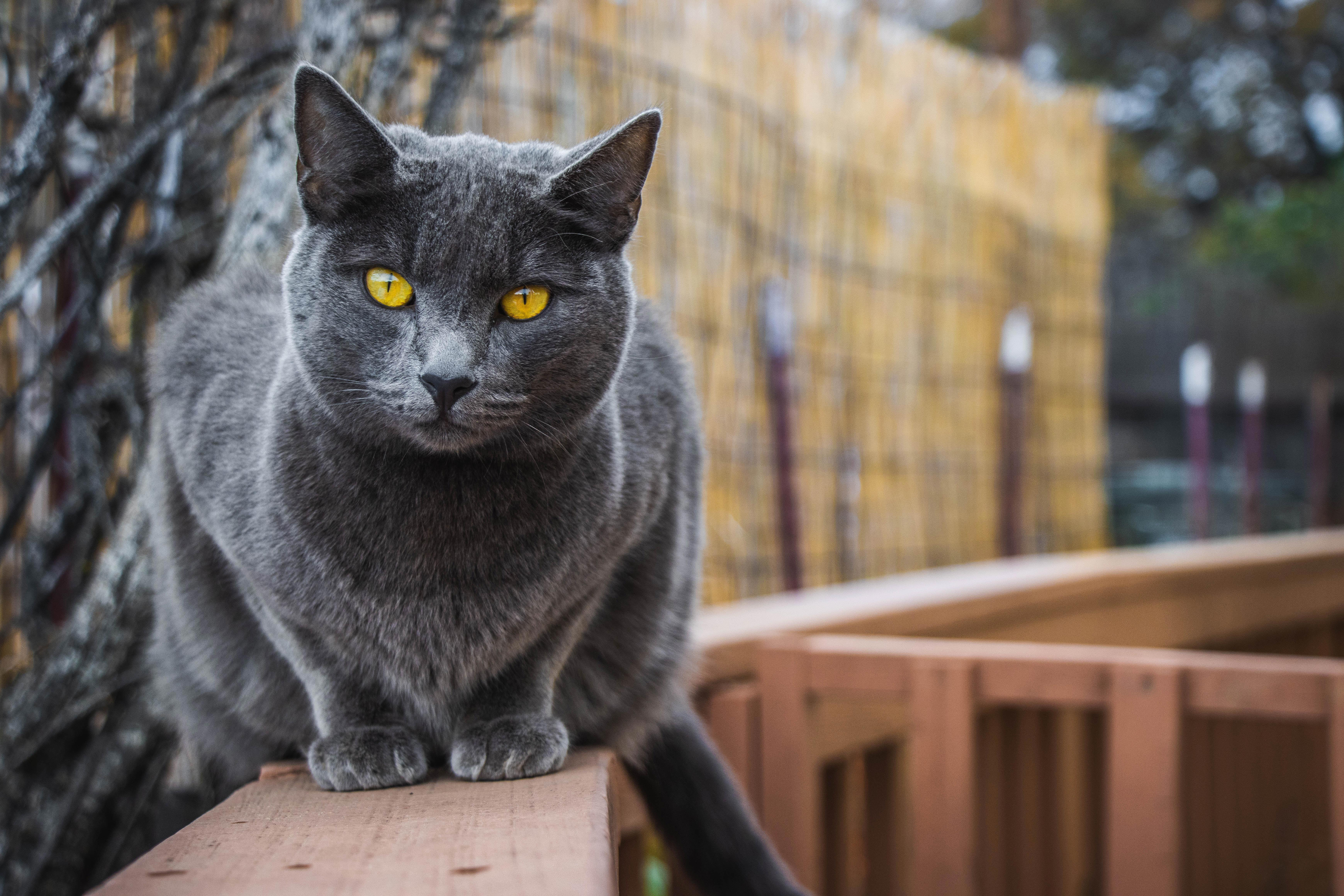 Is a Cat the Perfect Pet for You? 5 Ways to Determine If Feline Companionship is Right for You