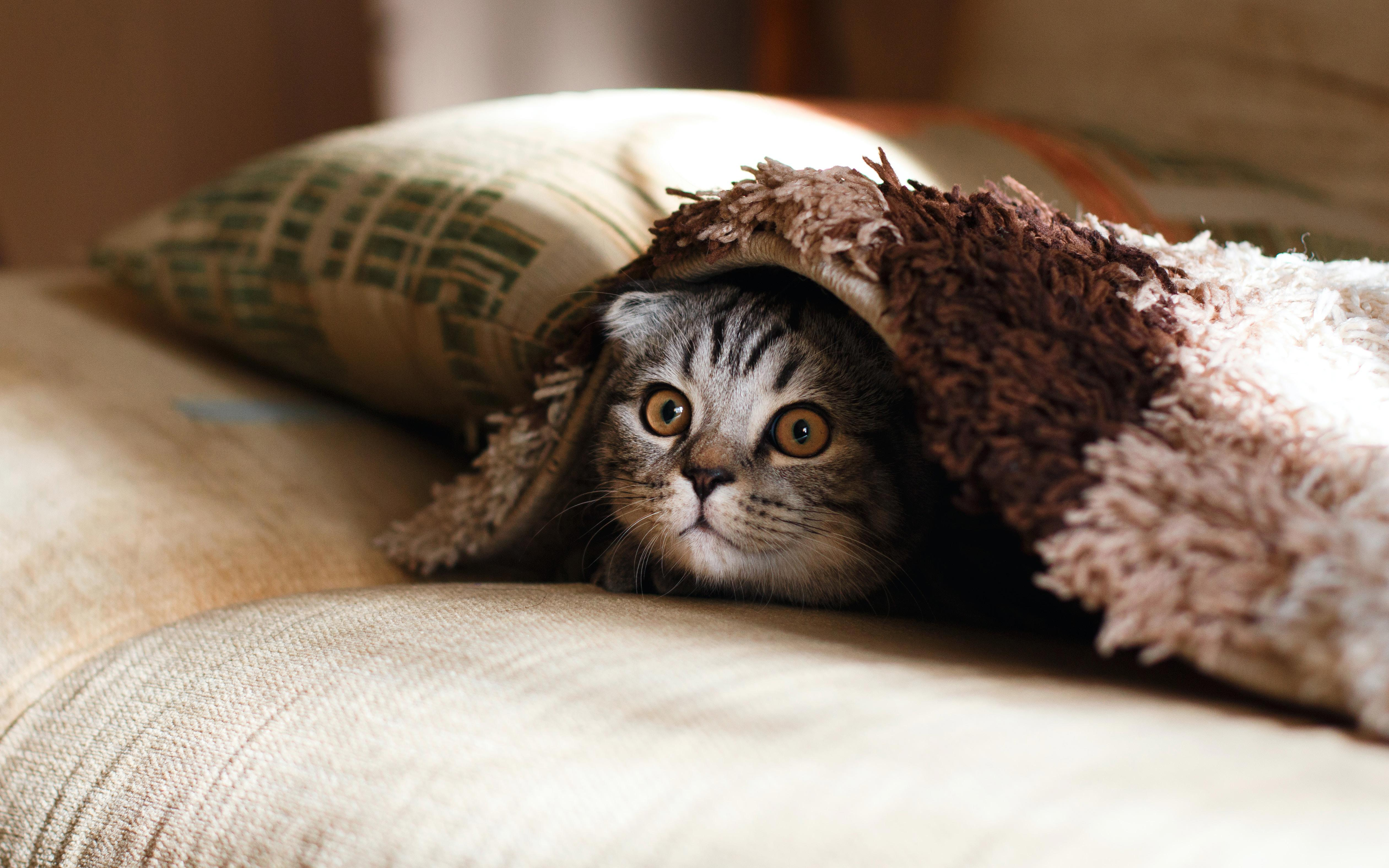 5 Effective Ways to Stop Your Cat from Scratching Furniture: A Guide for Cat Owners