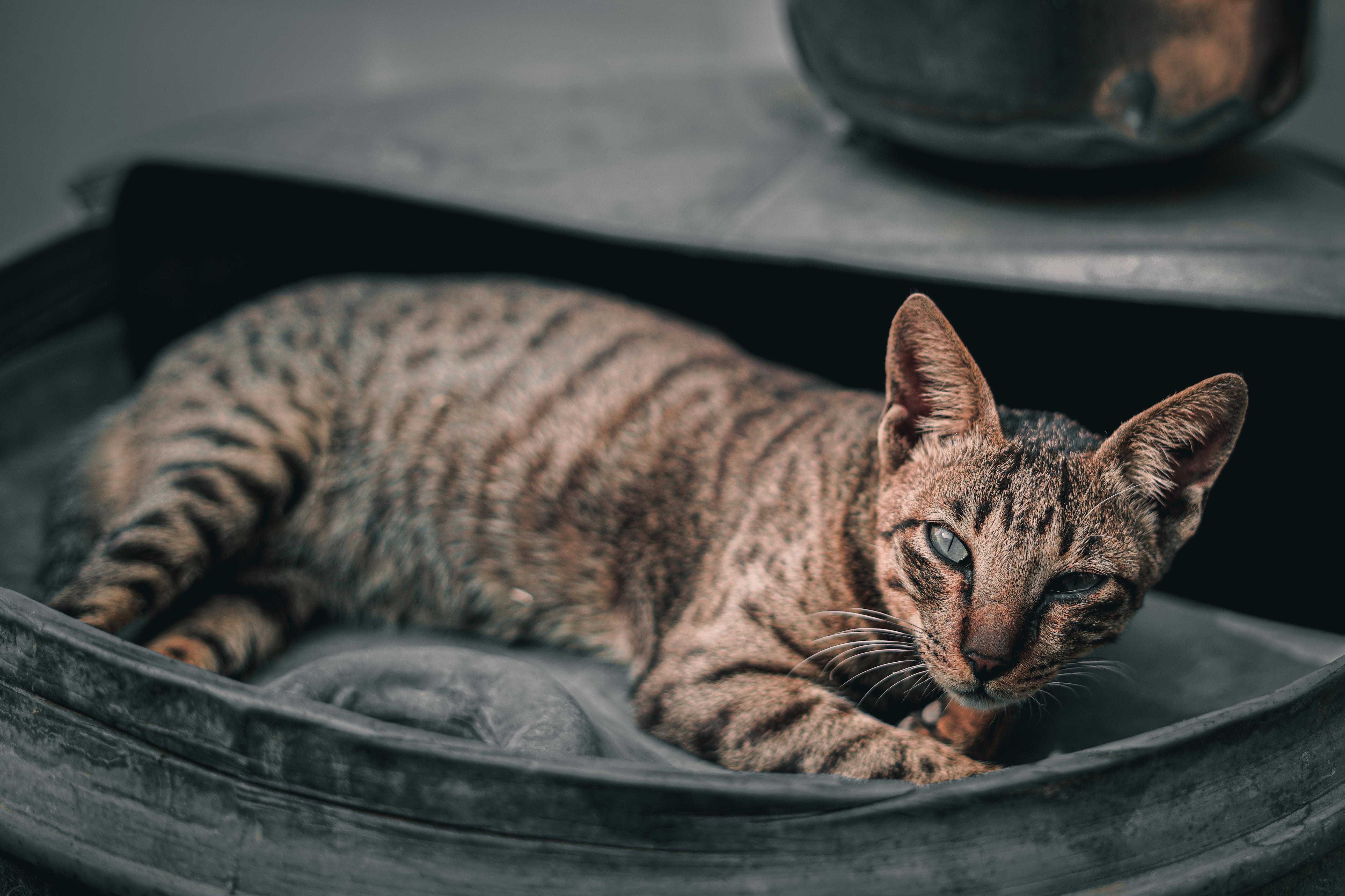 Cat Nutrition 101: A Guide to Choosing the Best Food for Your Feline Friend