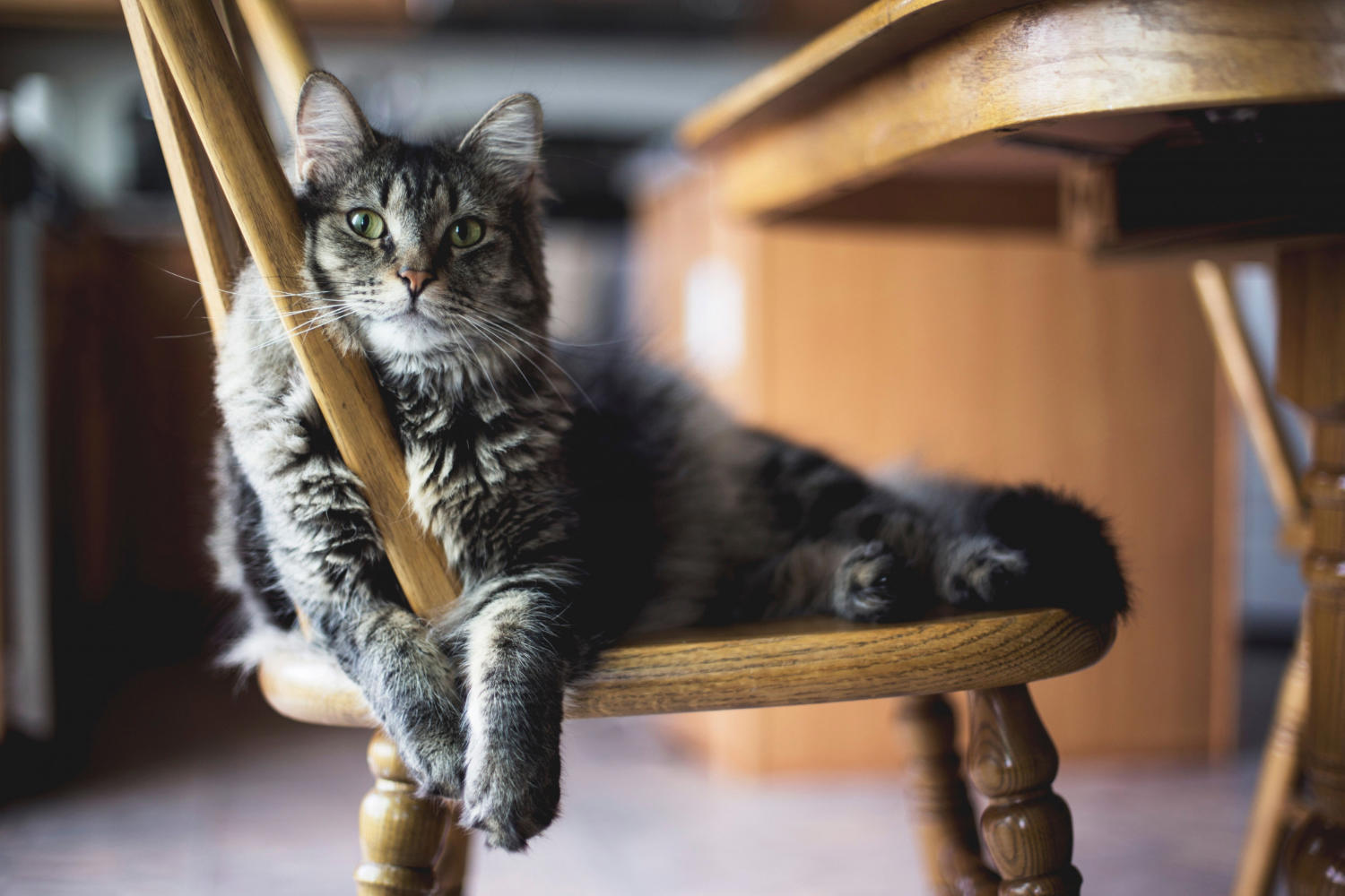 7 Surprising Benefits of Owning a Cat: Why Feline Companionship is Good for You