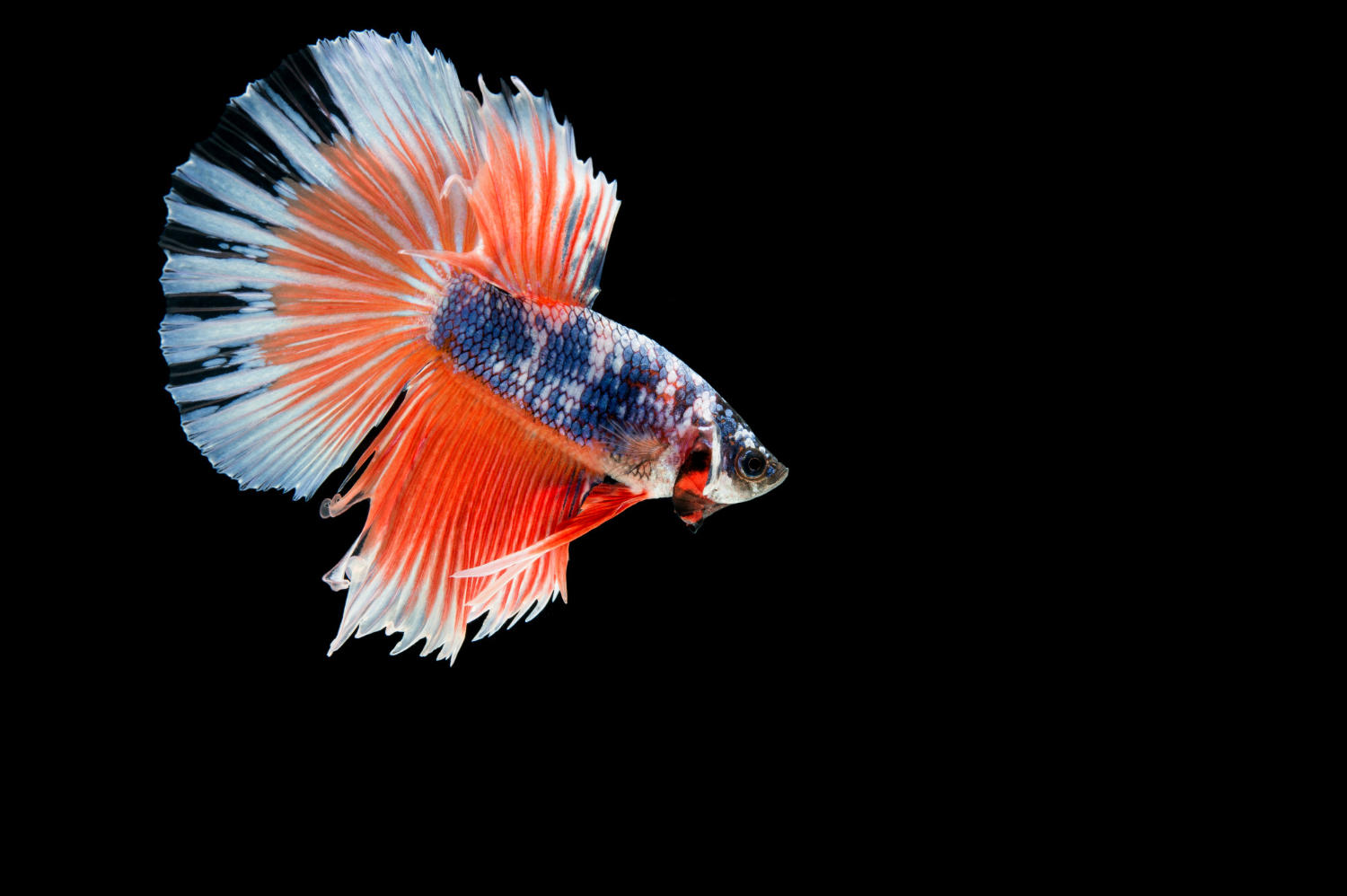 Top 5 Fish Species for Keeping Your Aquarium Clean: A Guide for Beginners
