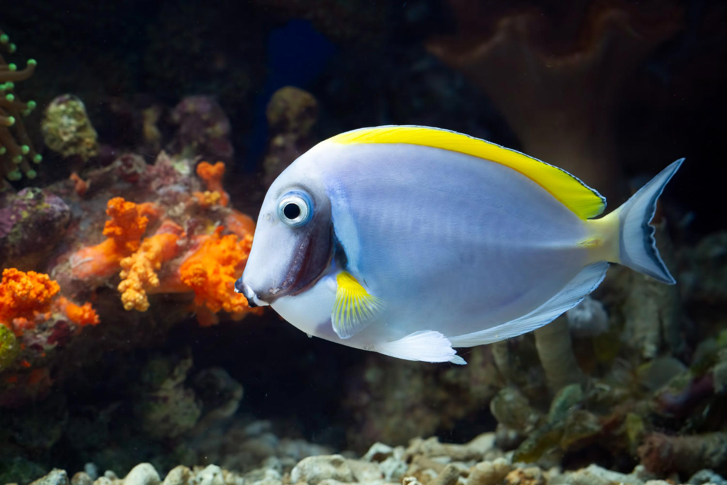 Cleaner Tank, Happier Fish: Adjusting Your Feeding Routine for a Healthier Aquarium