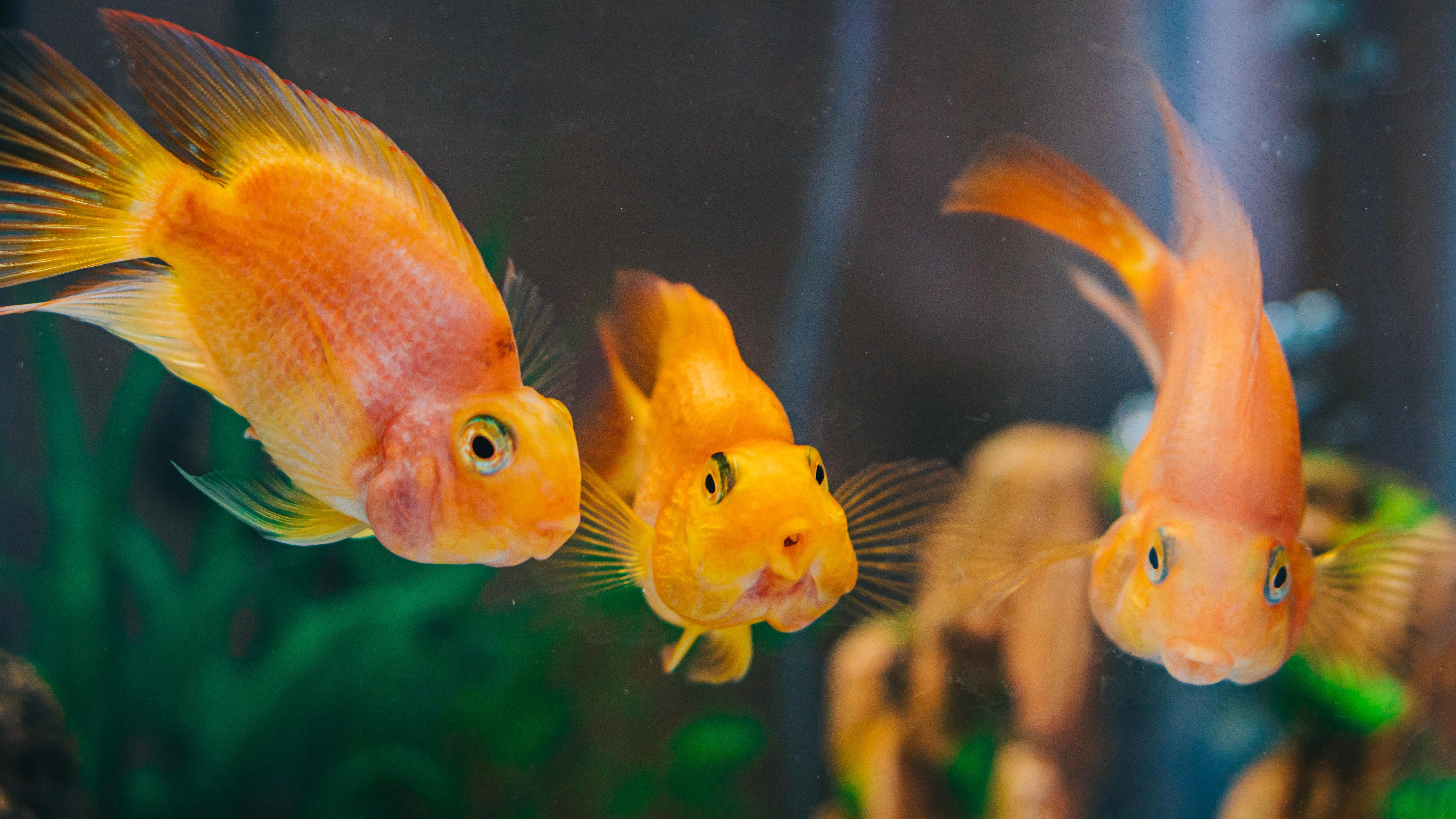 Maximizing Feeding Efficiency: Techniques to Reduce Food Waste in Your Aquarium