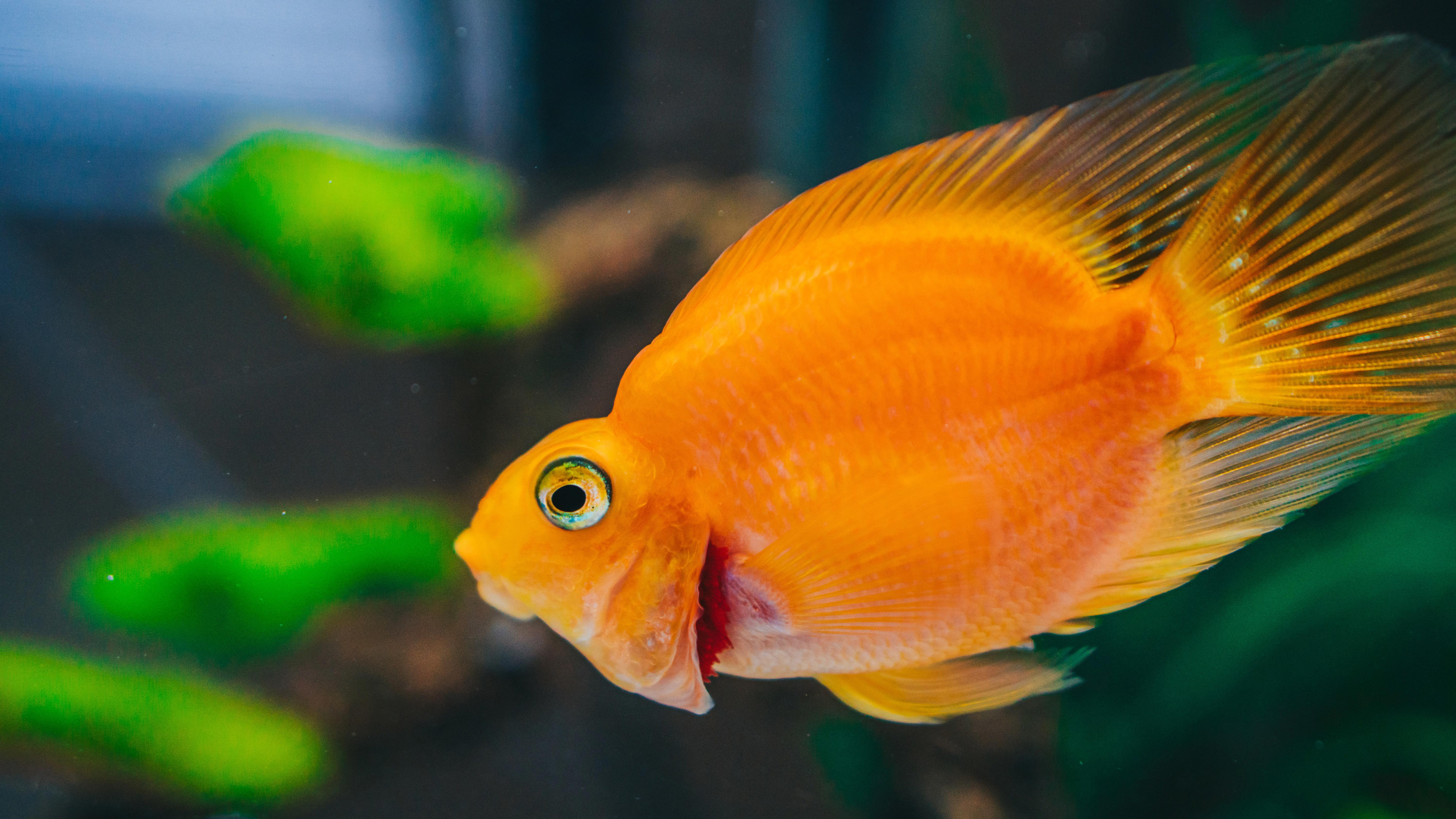 Fish Food Storage 101: Tips for Properly Storing Your Aquarium Food