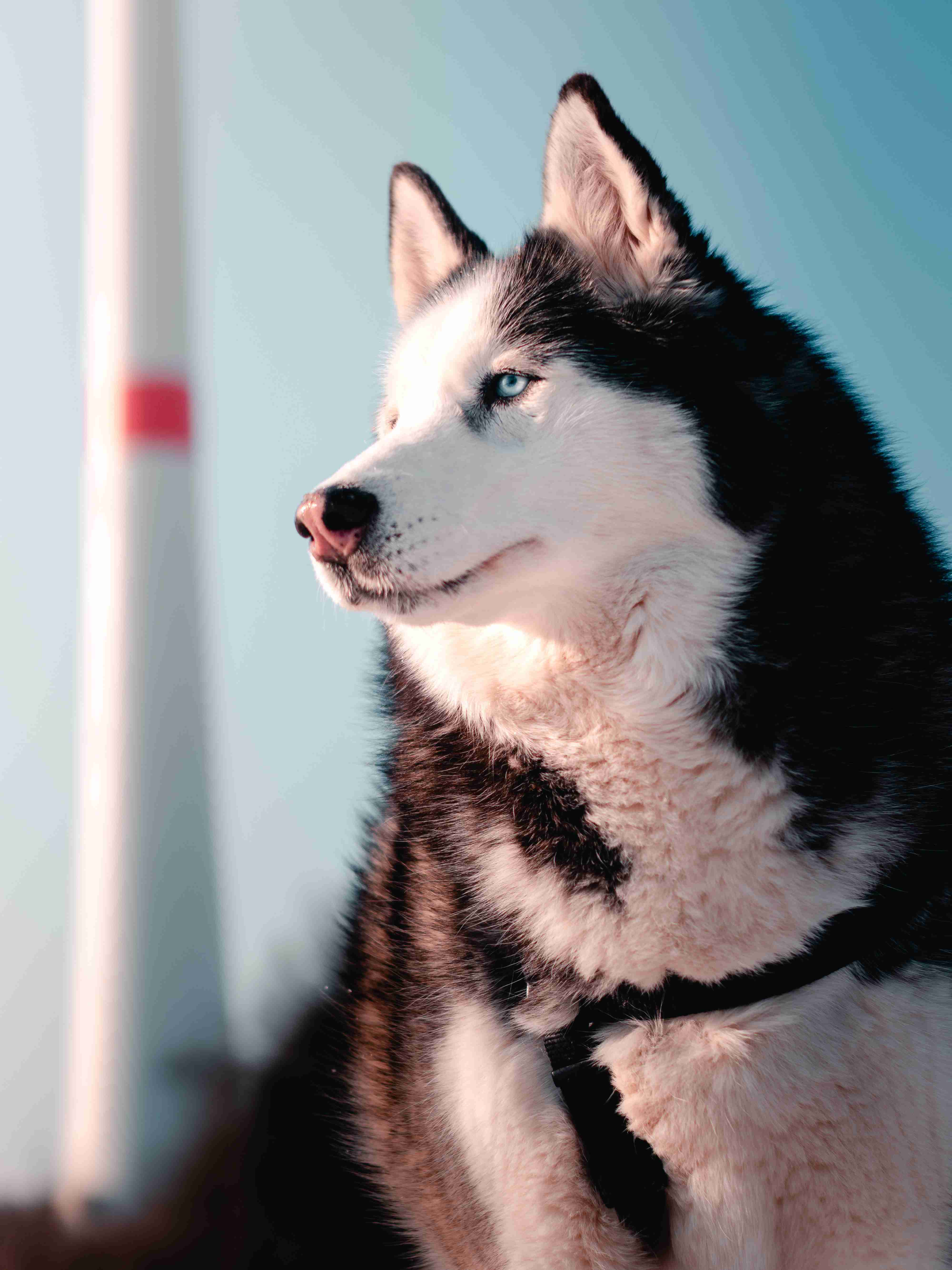Socializing Your Alaskan Malamute Puppy: How Much Time is Needed for Optimal Development?