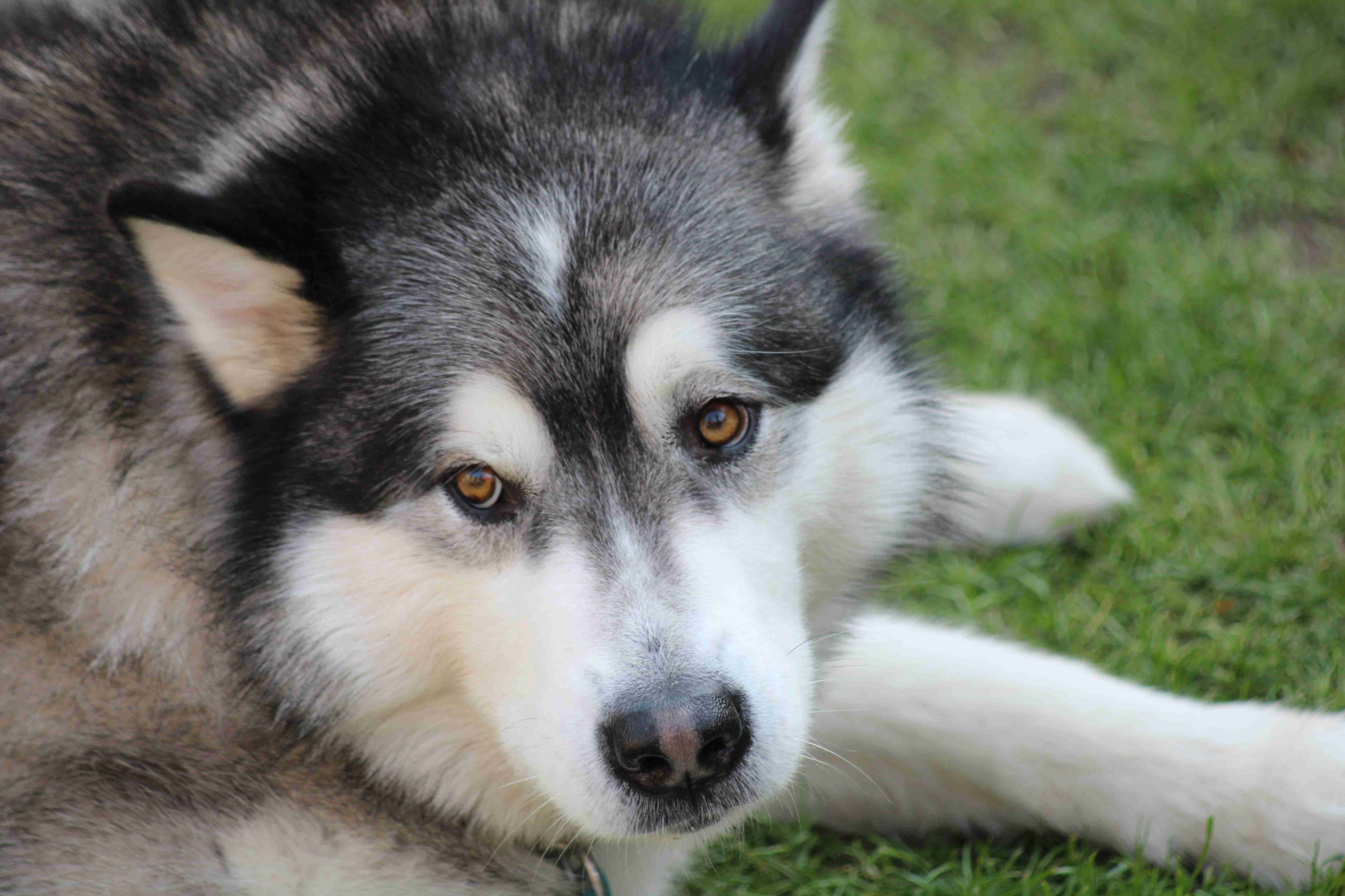 The Ultimate Guide to Understanding the Lifespan of Alaskan Malamute Puppies