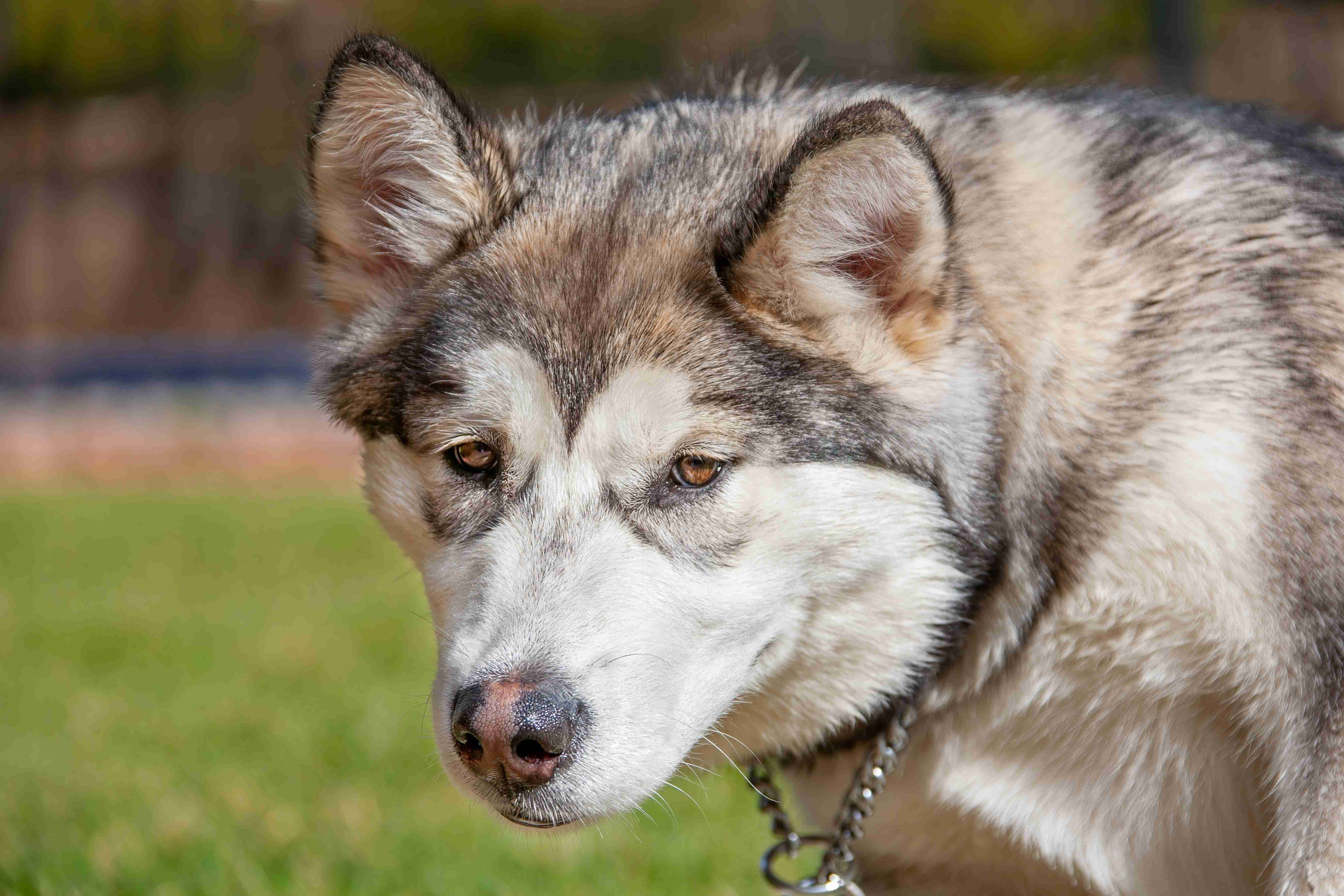 Potty Training Your Alaskan Malamute Puppy: The Ultimate Guide