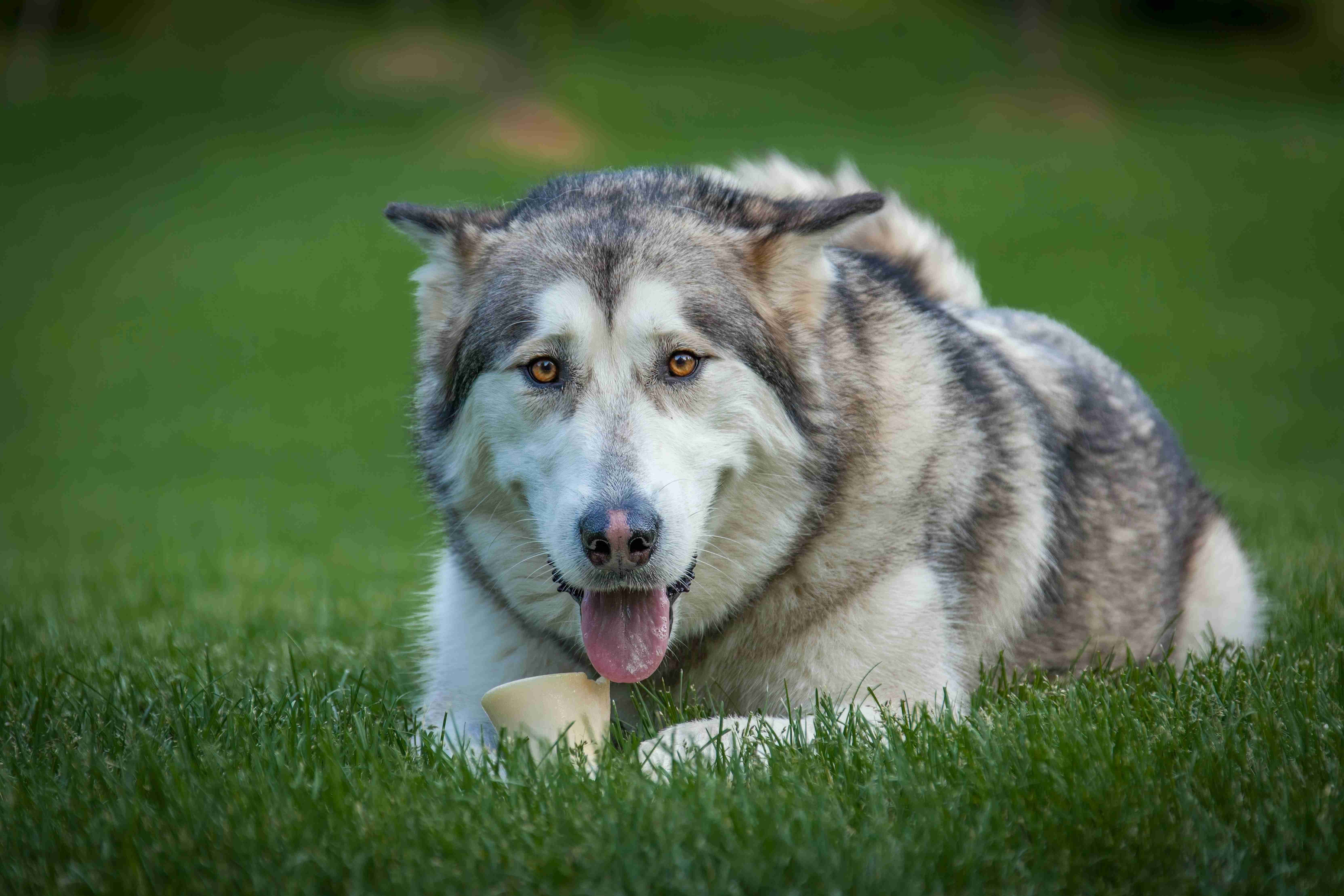 Unleashing the Energy: A Guide to Alaskan Malamute Exercise Needs