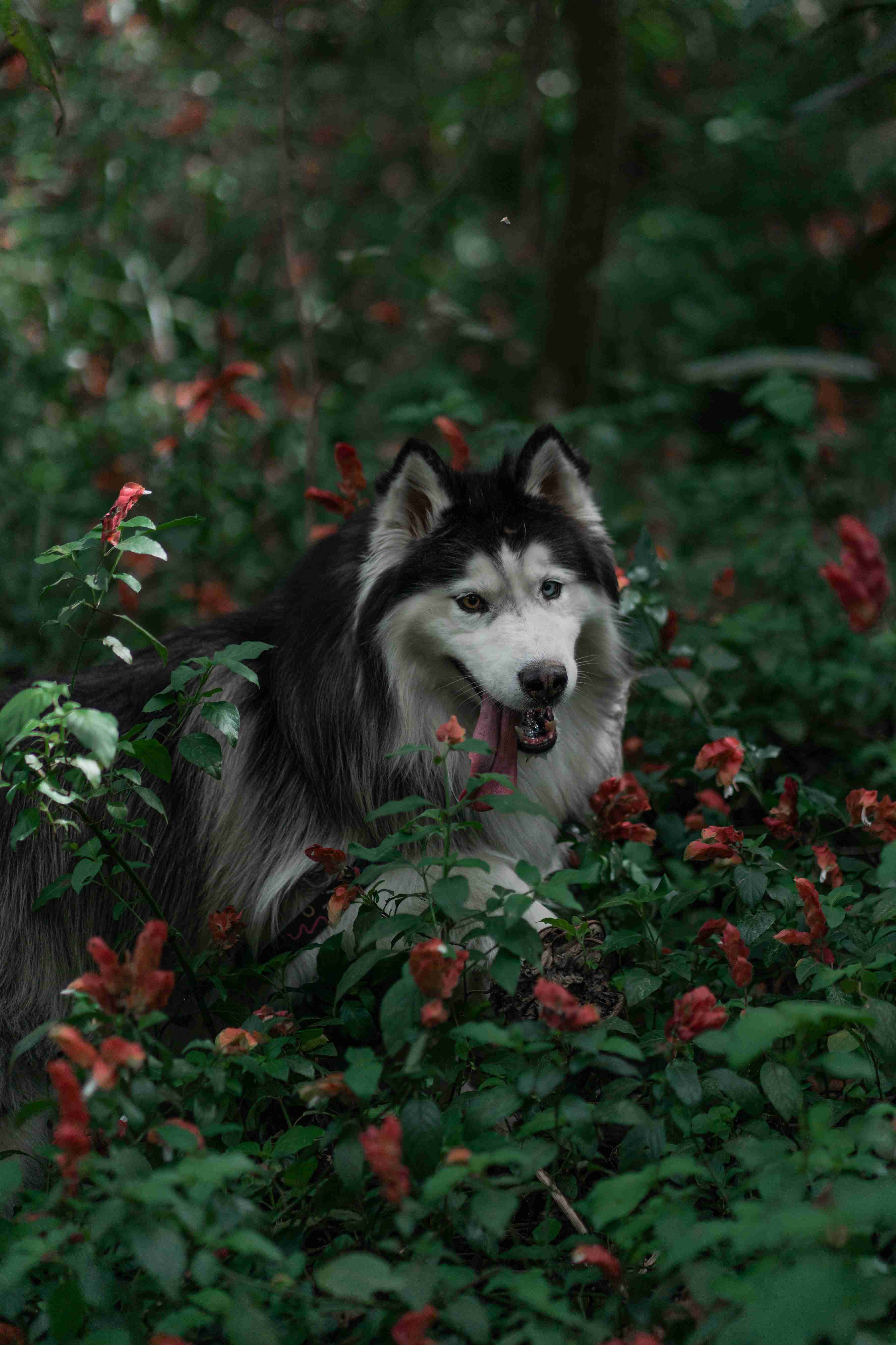 Hot Weather and Alaskan Malamute Puppies: What You Need to Know