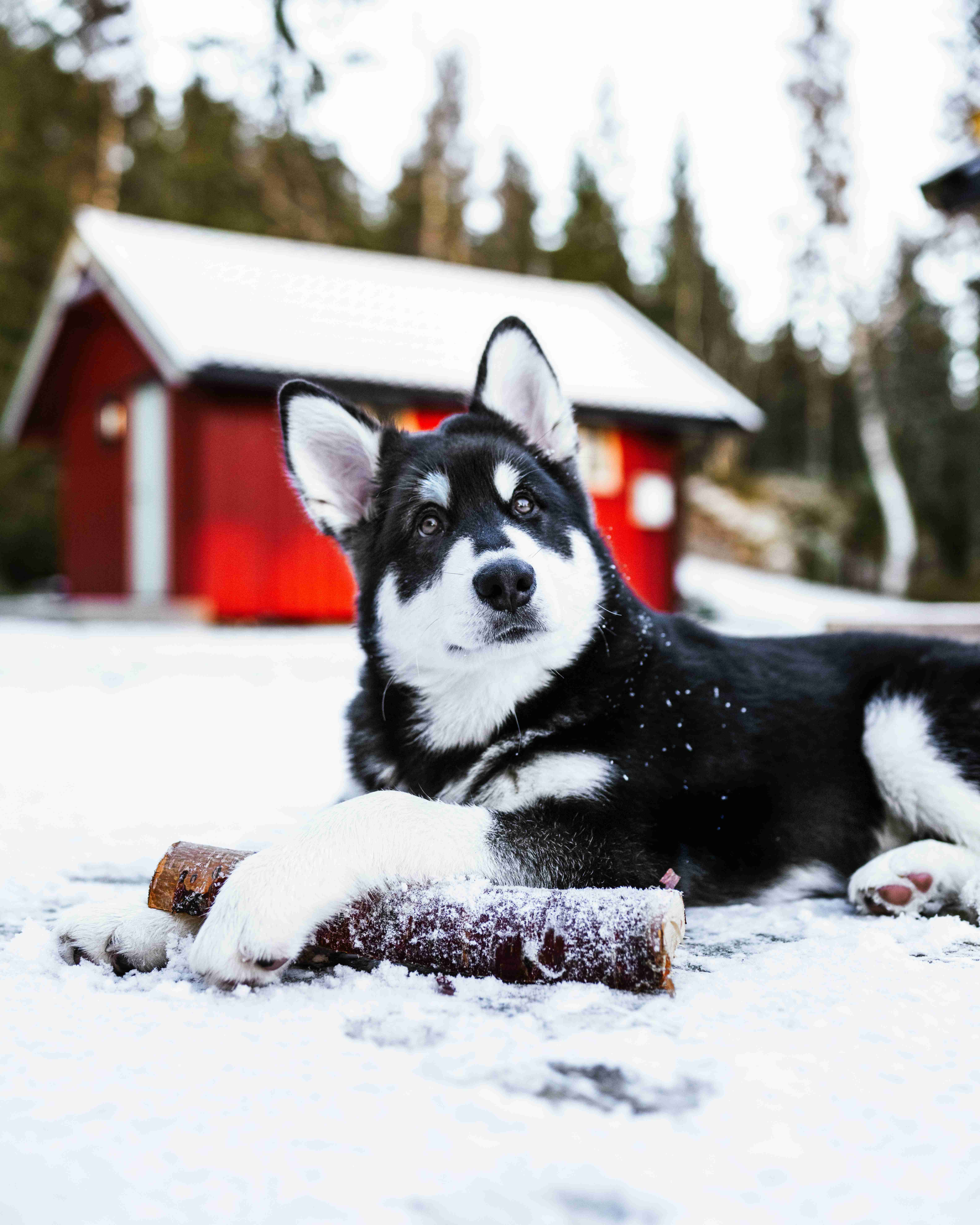 Hot Weather and Alaskan Malamutes: The Ultimate Guide to Keeping Your Furry Friend Comfortable