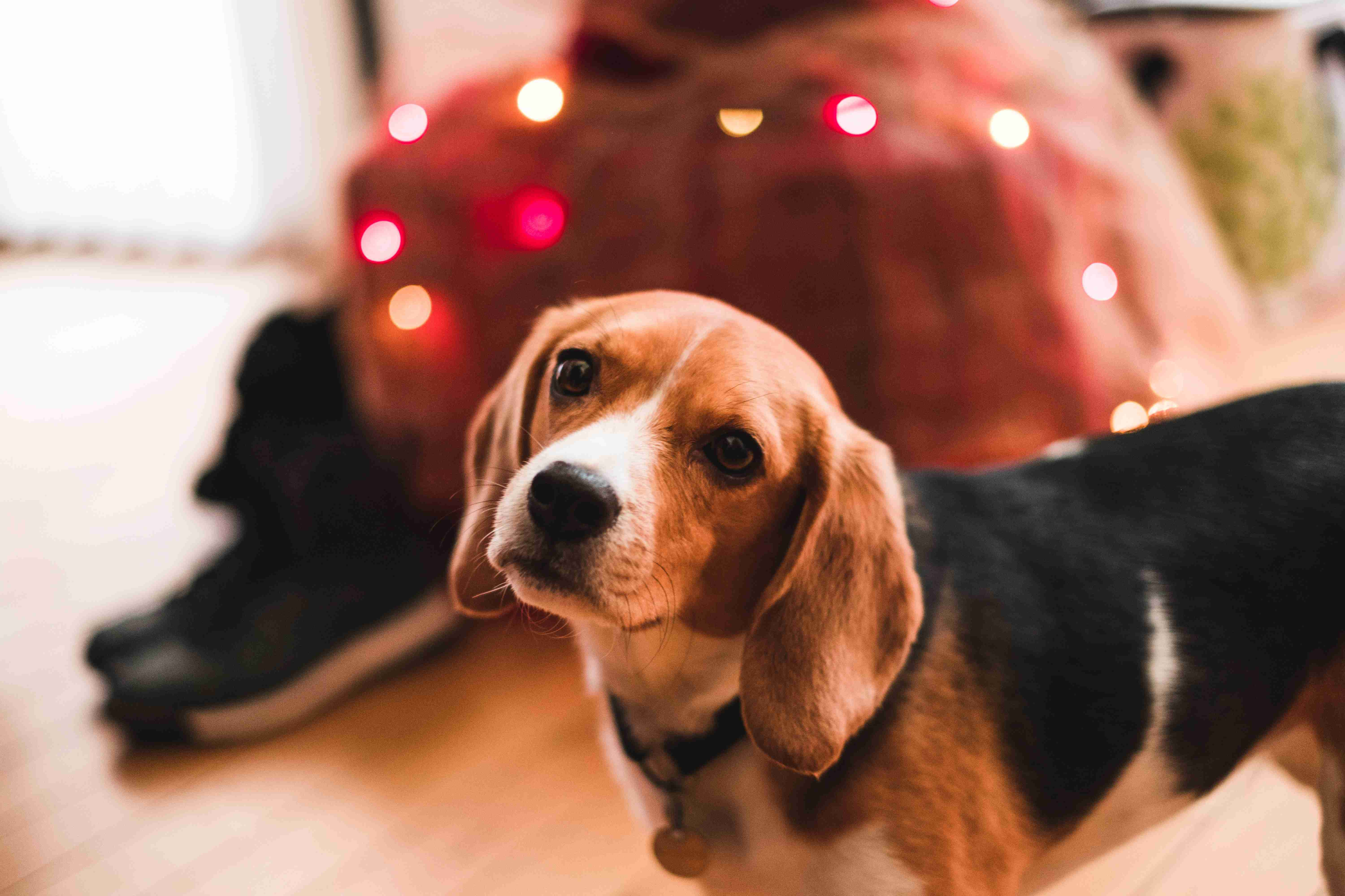 Senior Beagles: Top Tips for Mental and Physical Stimulation