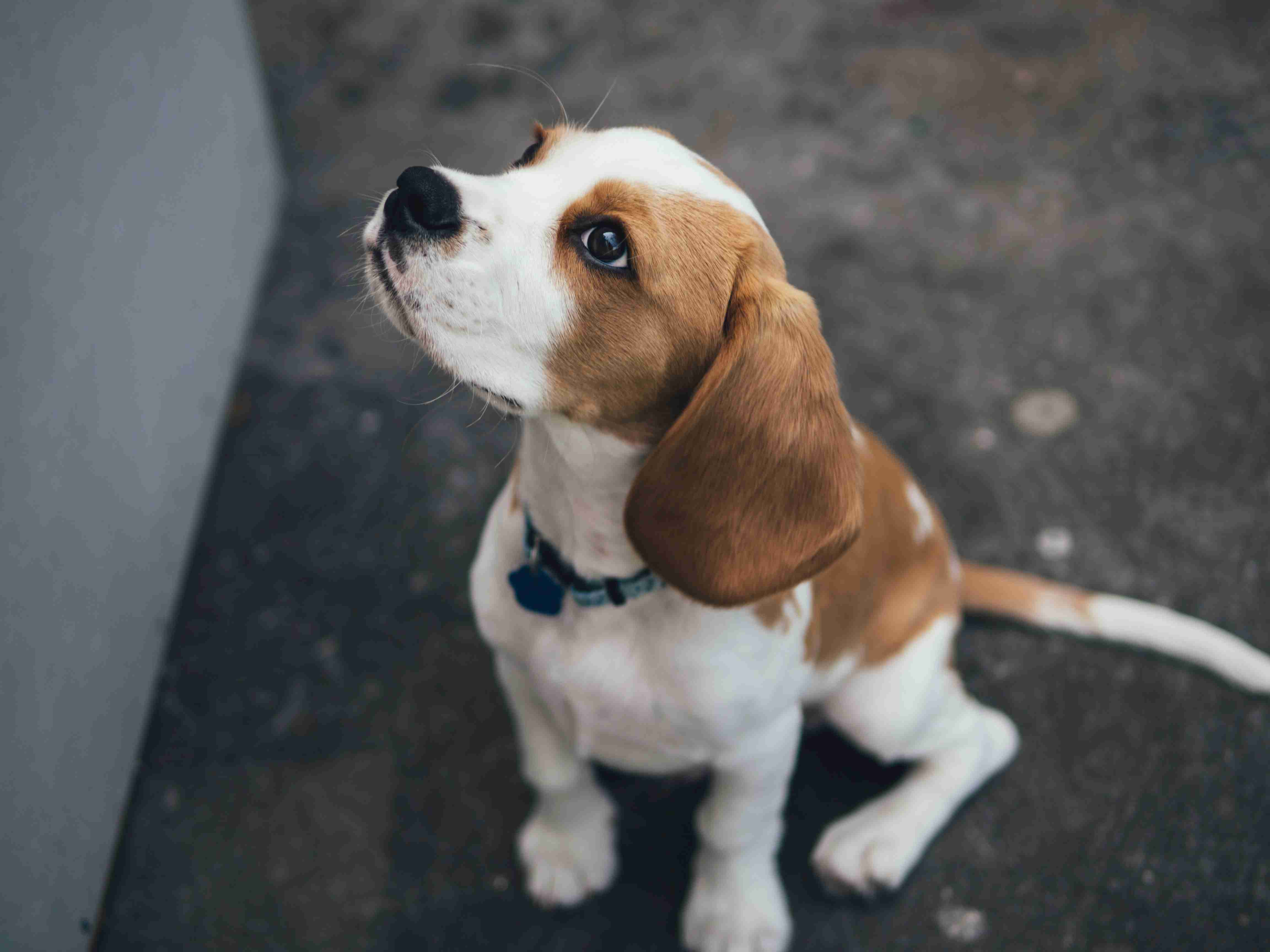 Beagle Safety Outdoors: Tips for Protecting Your Pet from Wildlife and Hazards