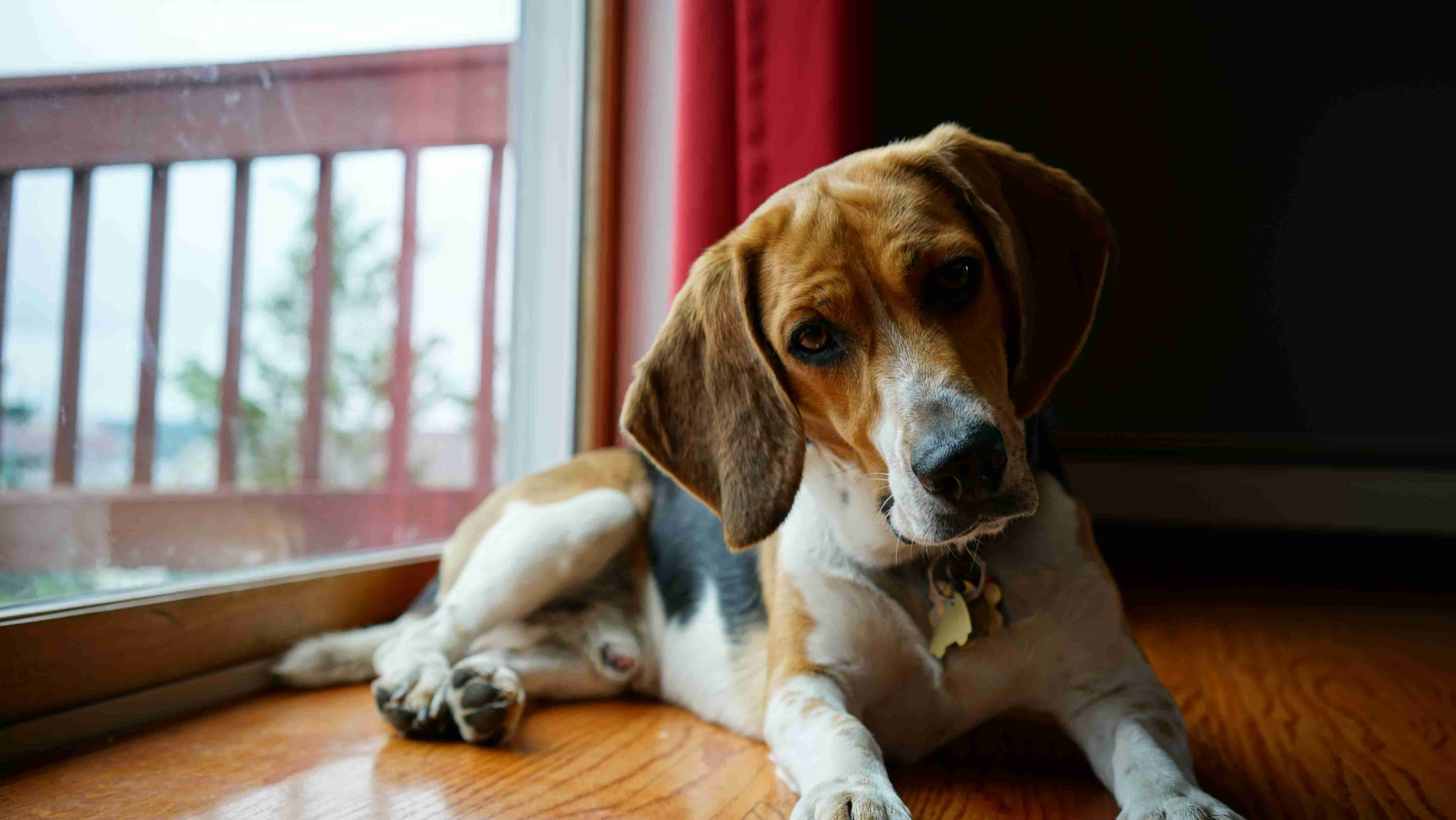 Beagle Training Tips: How to Manage Your Beagle's Stubbornness During Training Sessions