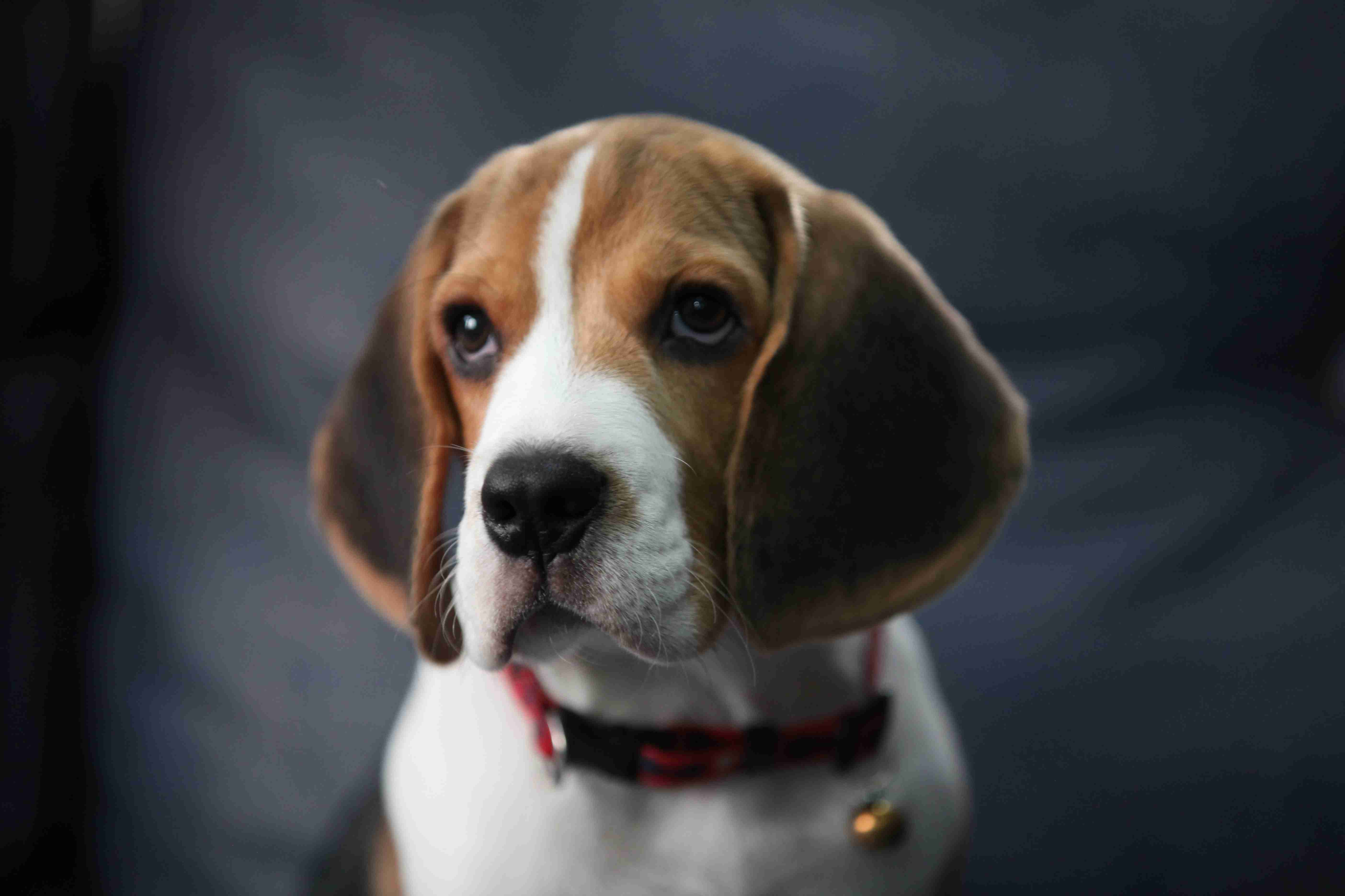 Beagle Grooming 101: Tips and Tricks to Teach Your Pup to Love Grooming Procedures