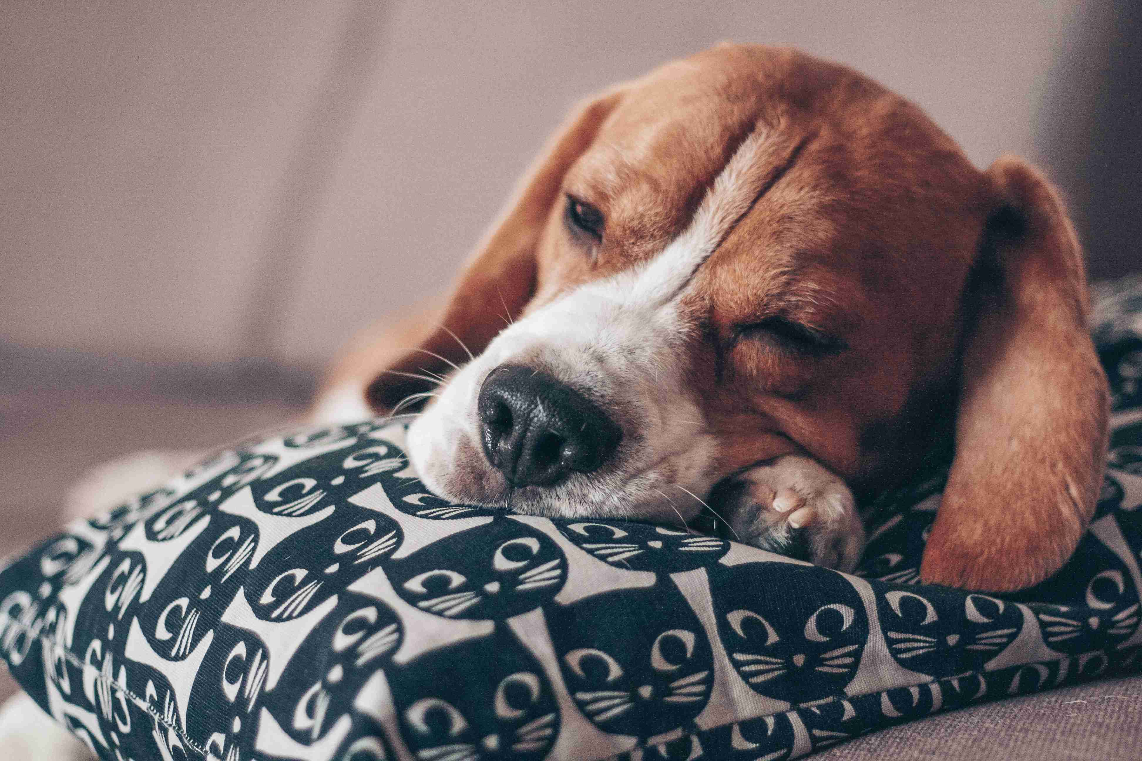 Beagles and Dental Health: Understanding the Risk of Dental Issues and Prevention Tips