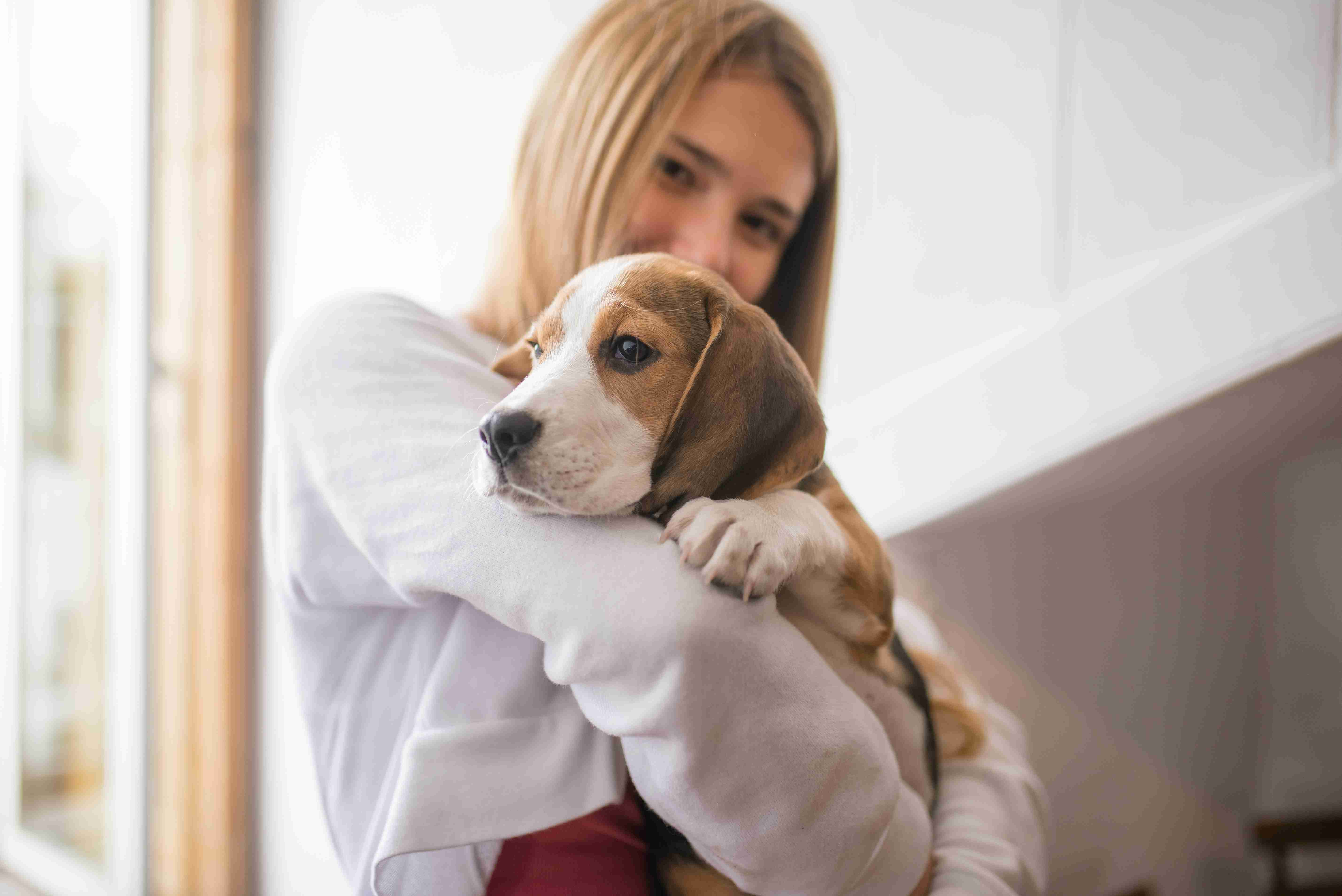 Managing Your Beagle's Scent Tracking Abilities: Tips for Keeping Your Home Clean and Fresh