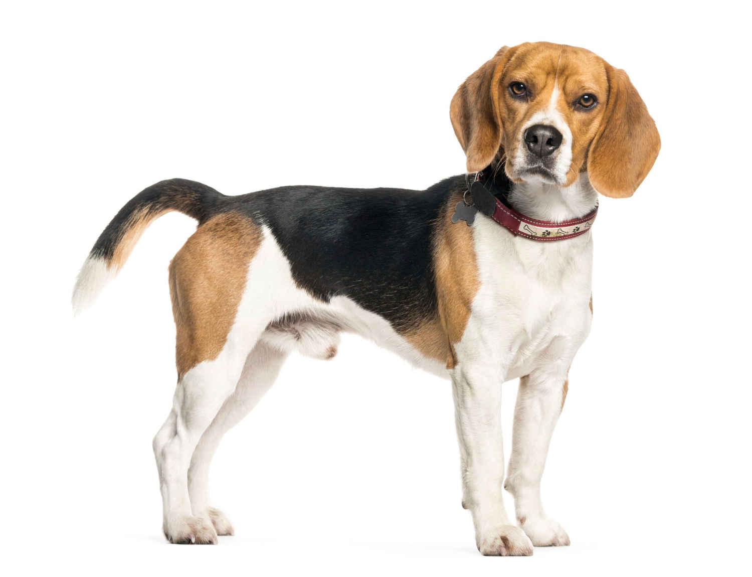 Boosting Your Beagle's Immune System: Tips for Maintaining Optimal Health
