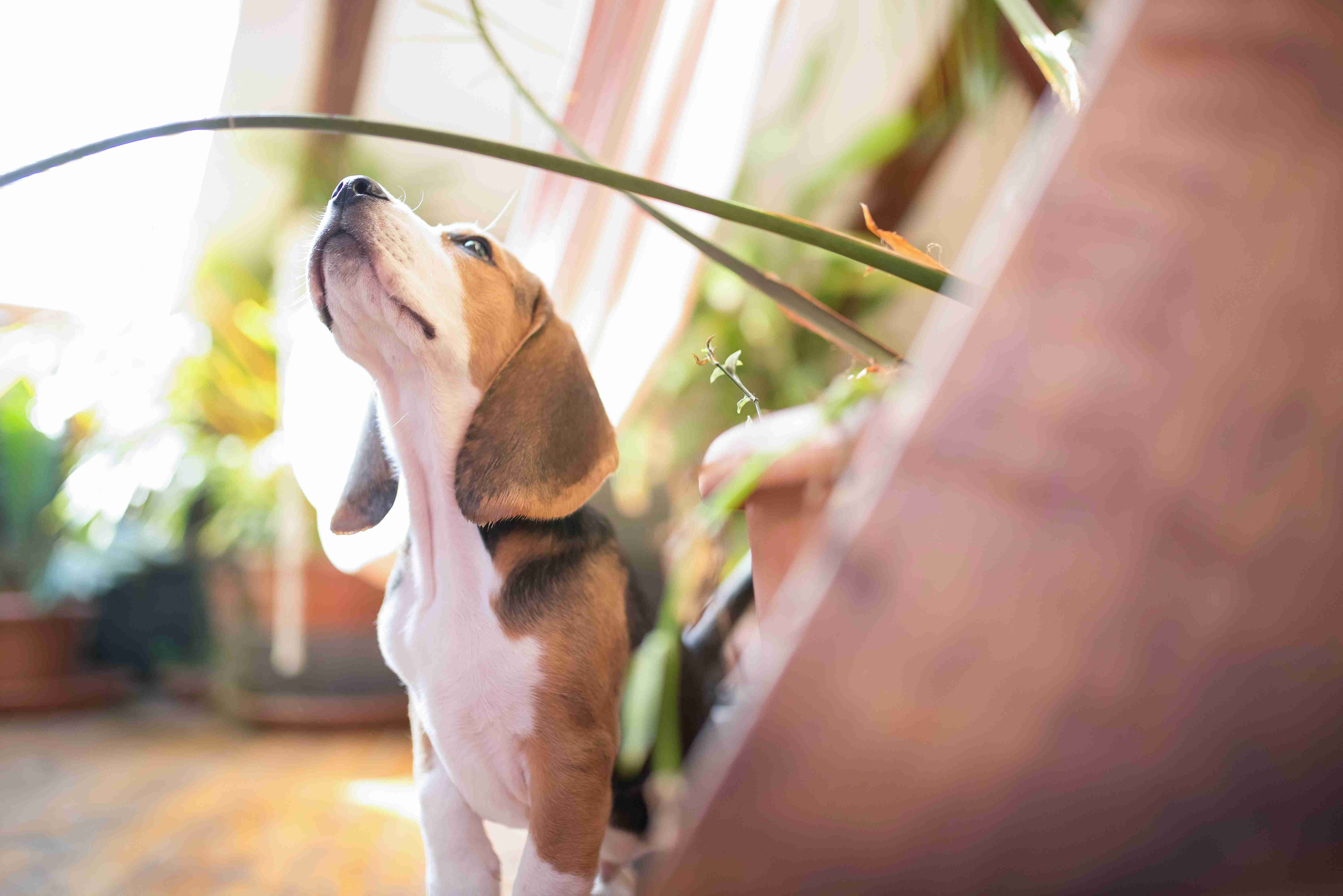 Boosting Your Beagle's Confidence: Expert Tips for Navigating New Situations