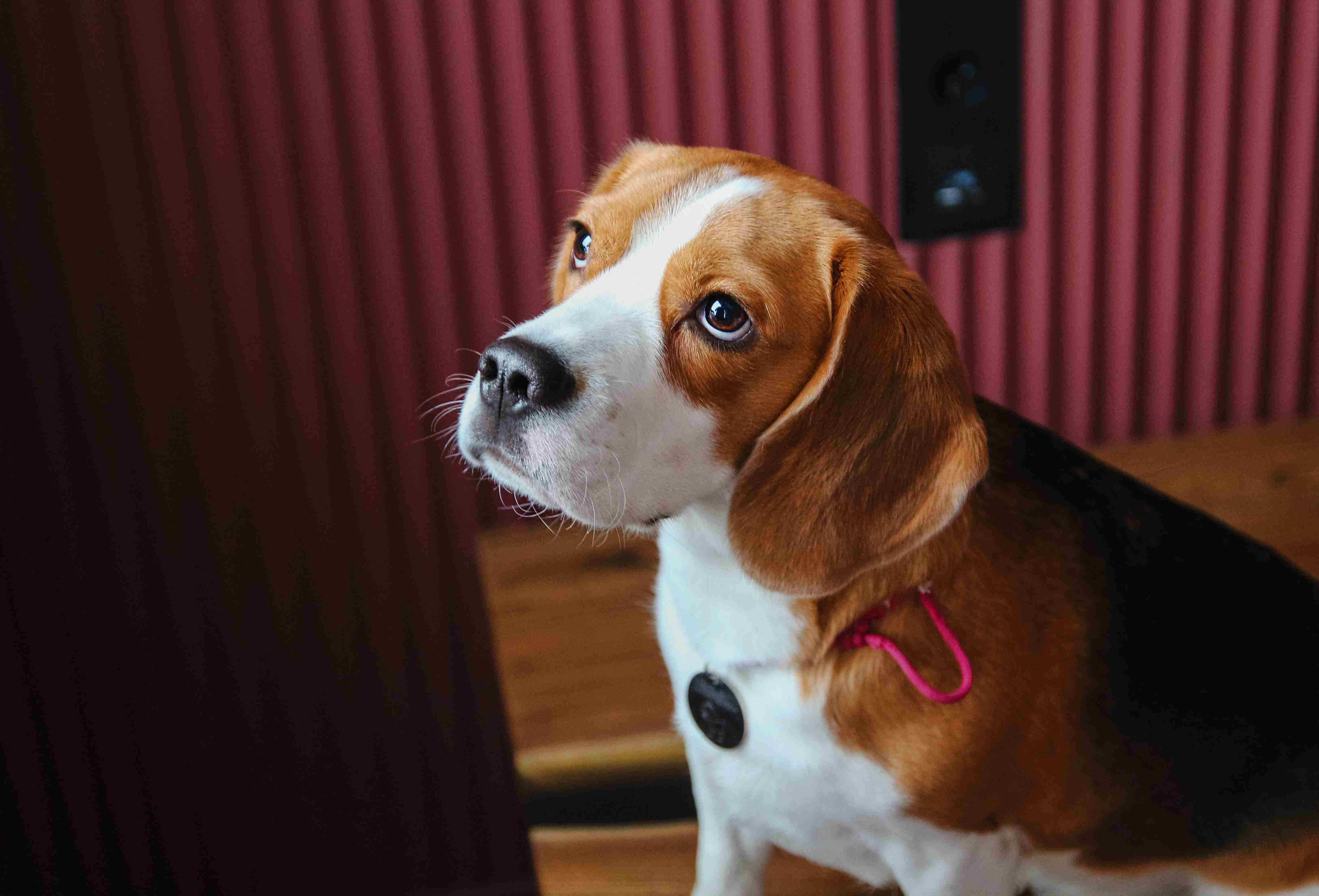 Unpacking the Personality Traits of Beagles: Stubborn or Independent?