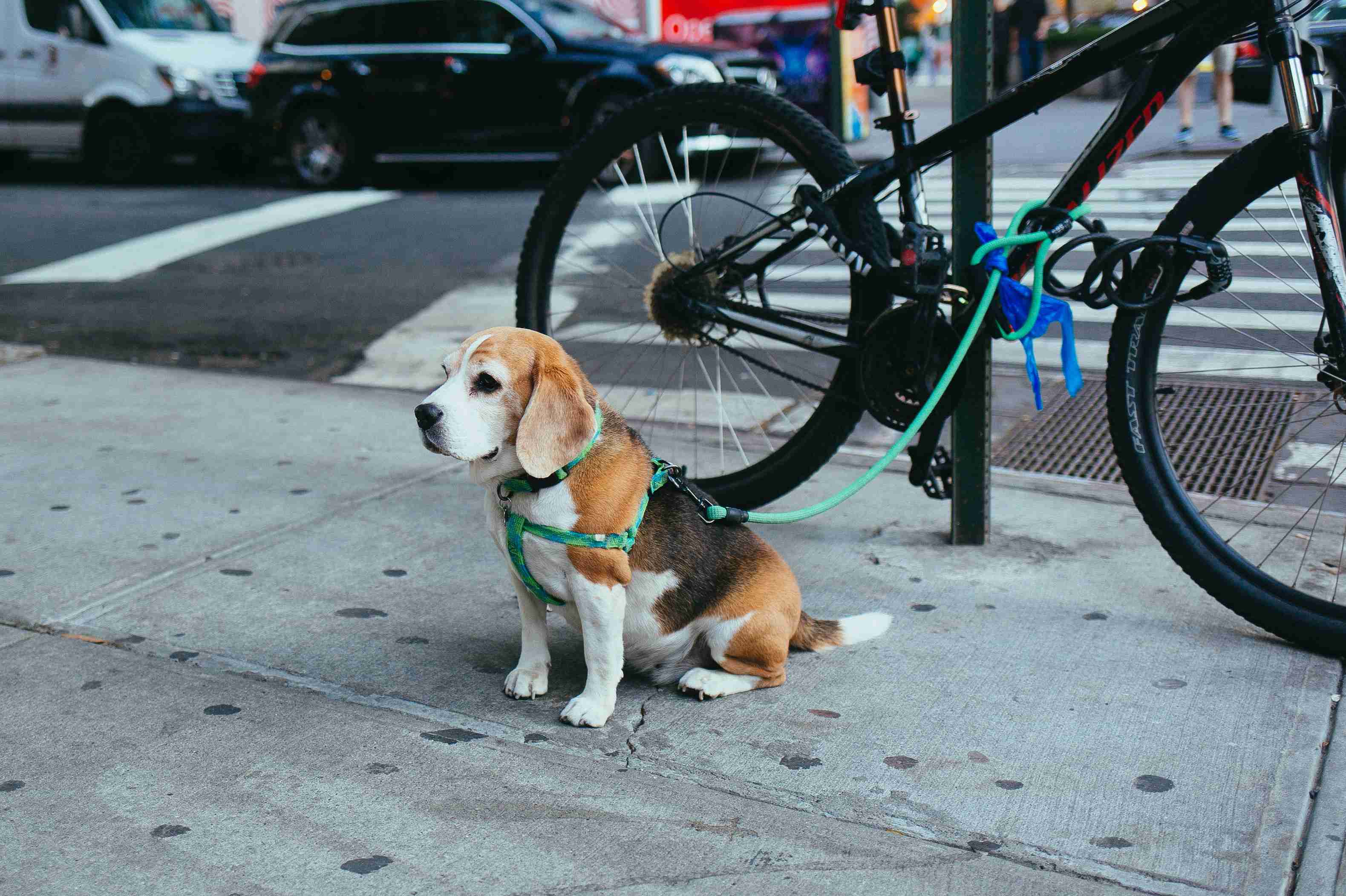 Understanding Beagle Resource Guarding: Tips to Manage and Prevent It