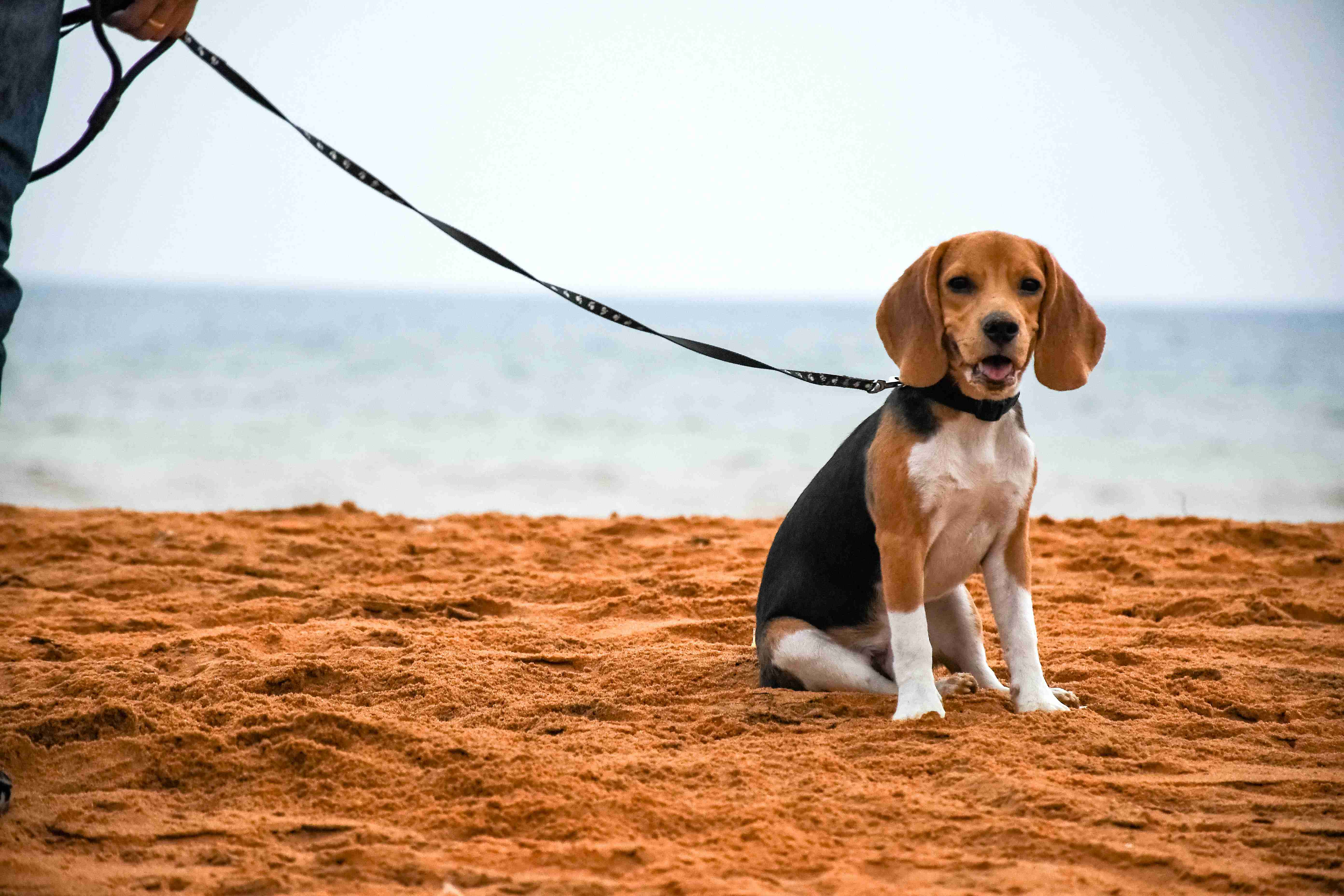 Unpacking Beagles' Separation Anxiety: Factors, Symptoms, and Solutions