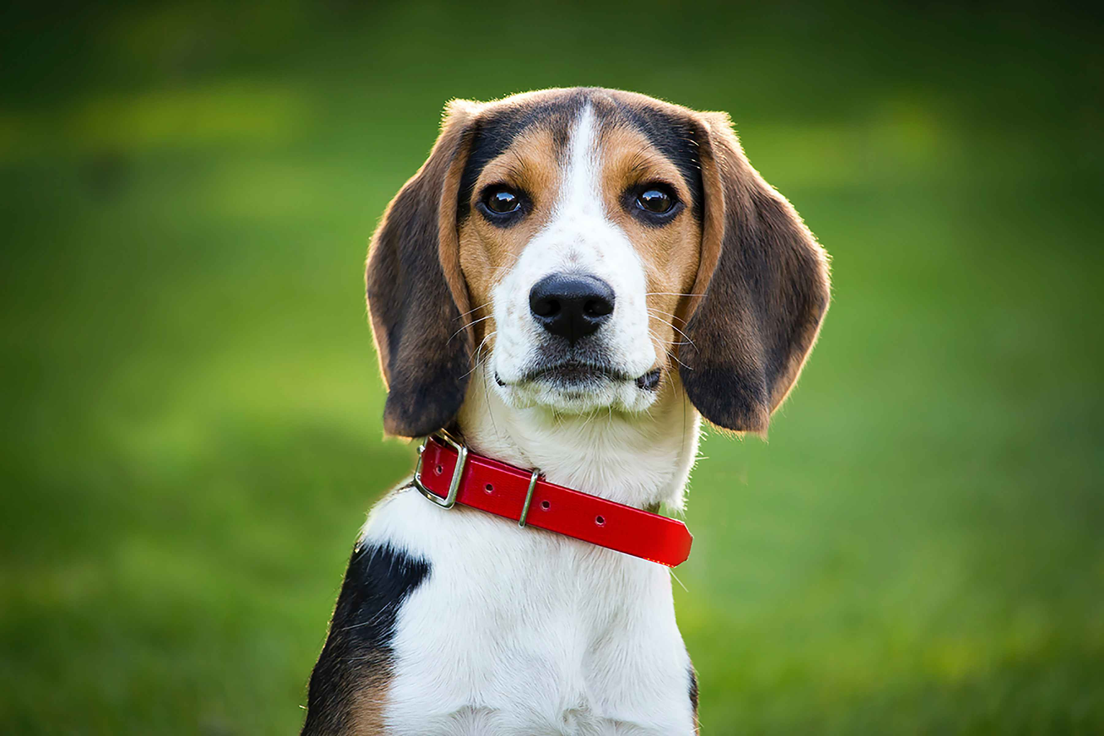 Beagles and Small Animals: Can They Coexist Comfortably?