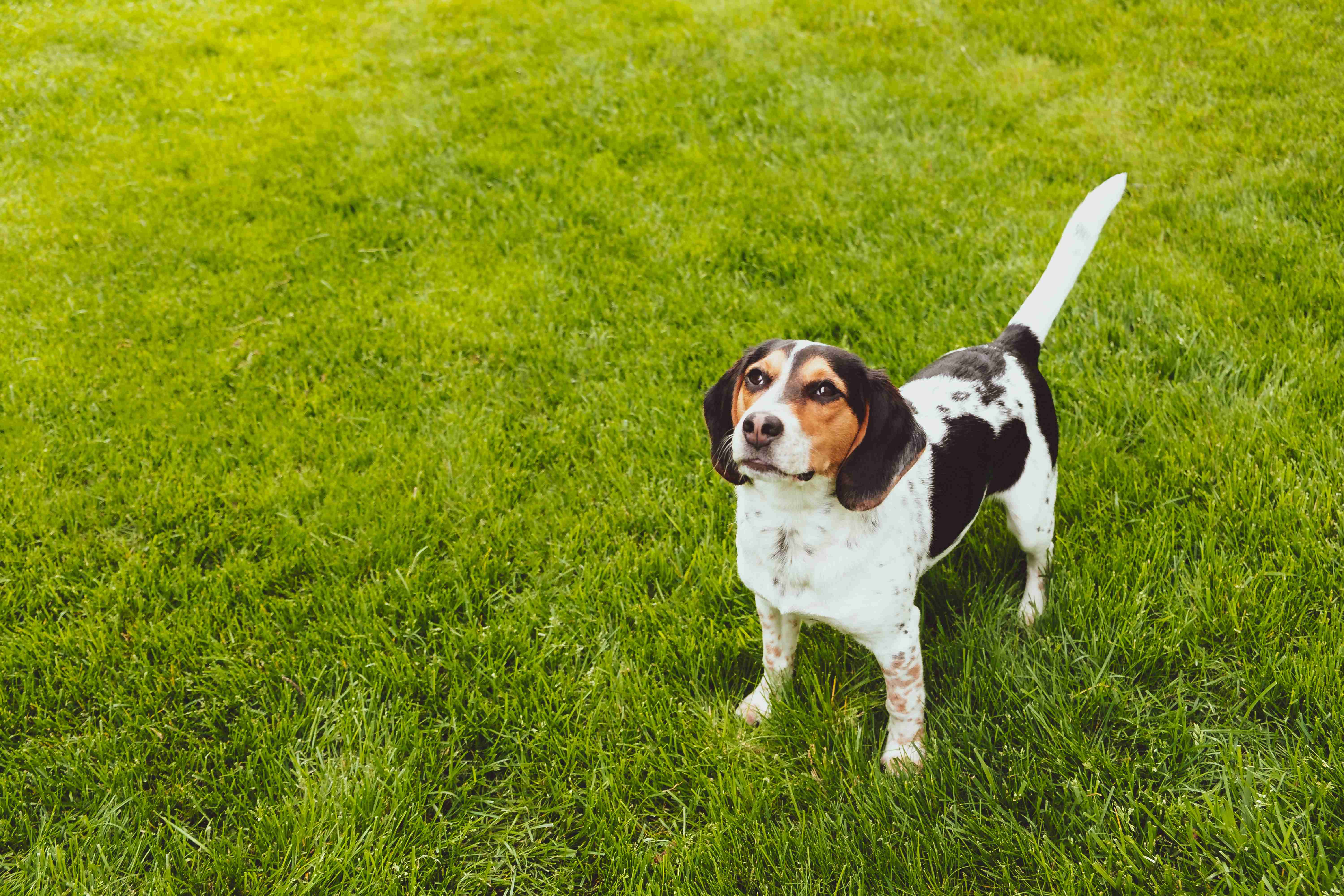 Top 5 Tips for Keeping Your Beagle's Ears Healthy and Free from Infections