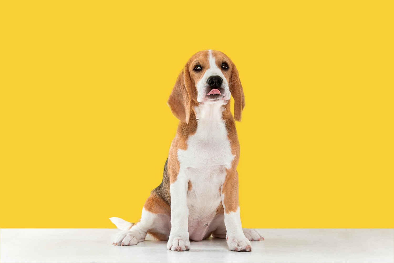 Preventing Obesity in Beagles: Understanding the Breed's Predisposition