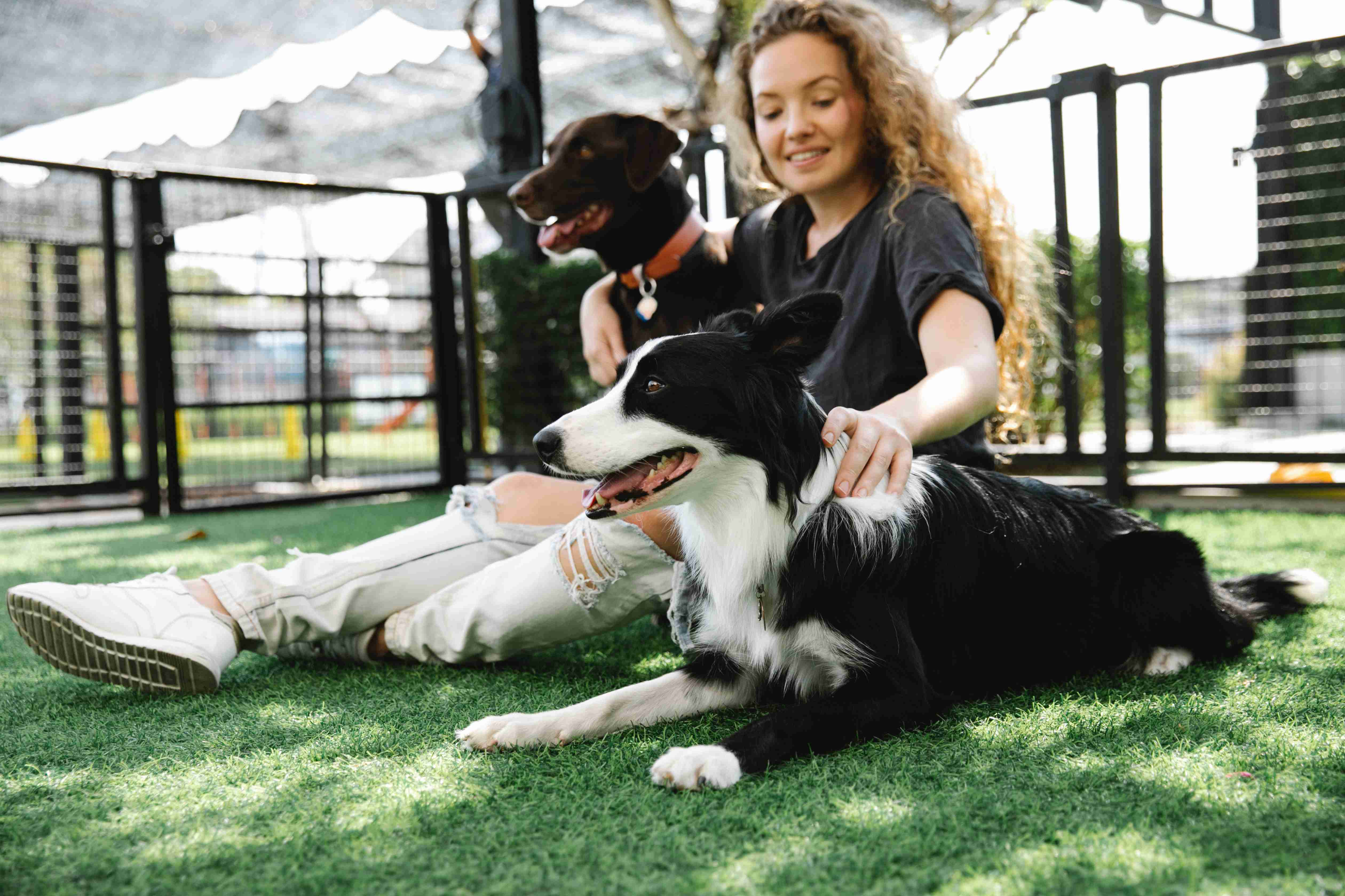 Border Collie Training: Tips and Tricks for Helping Your Dog Socialize with New Canine Friends