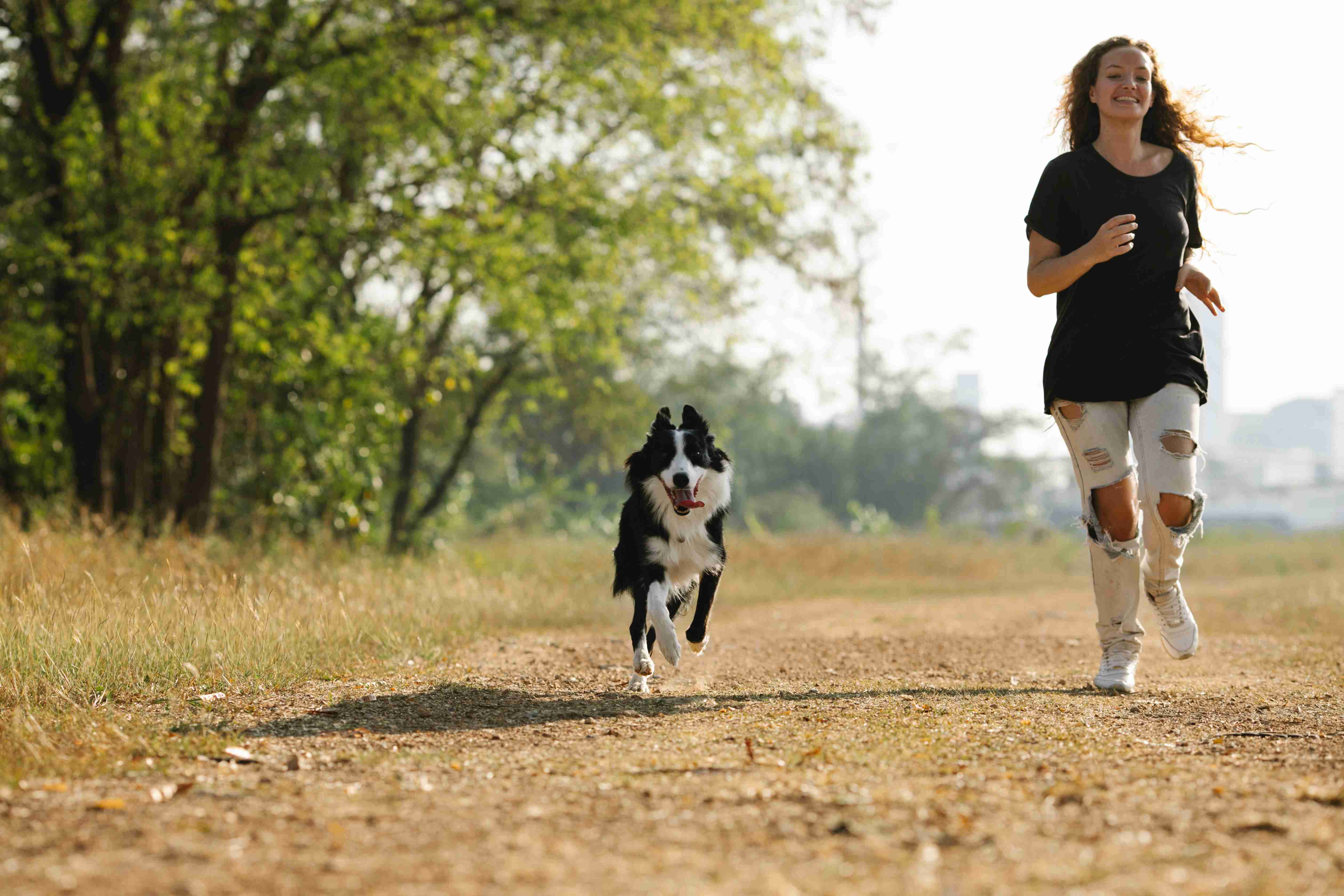 Teaching Your Border Collie to Drop a Toy: A Step-by-Step Guide