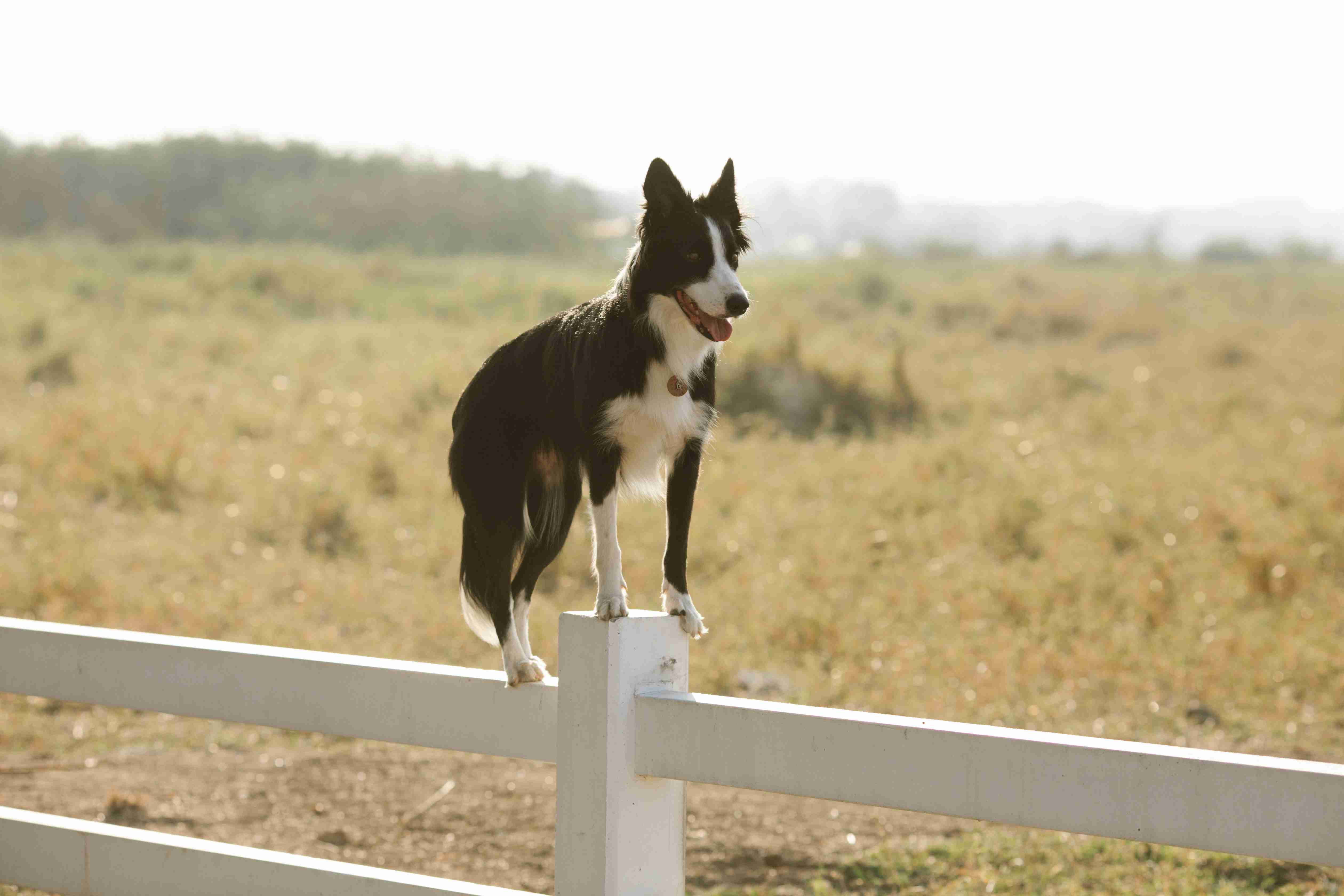 5 Easy Steps to Train Your Border Collie to Behave Around Food and Treats