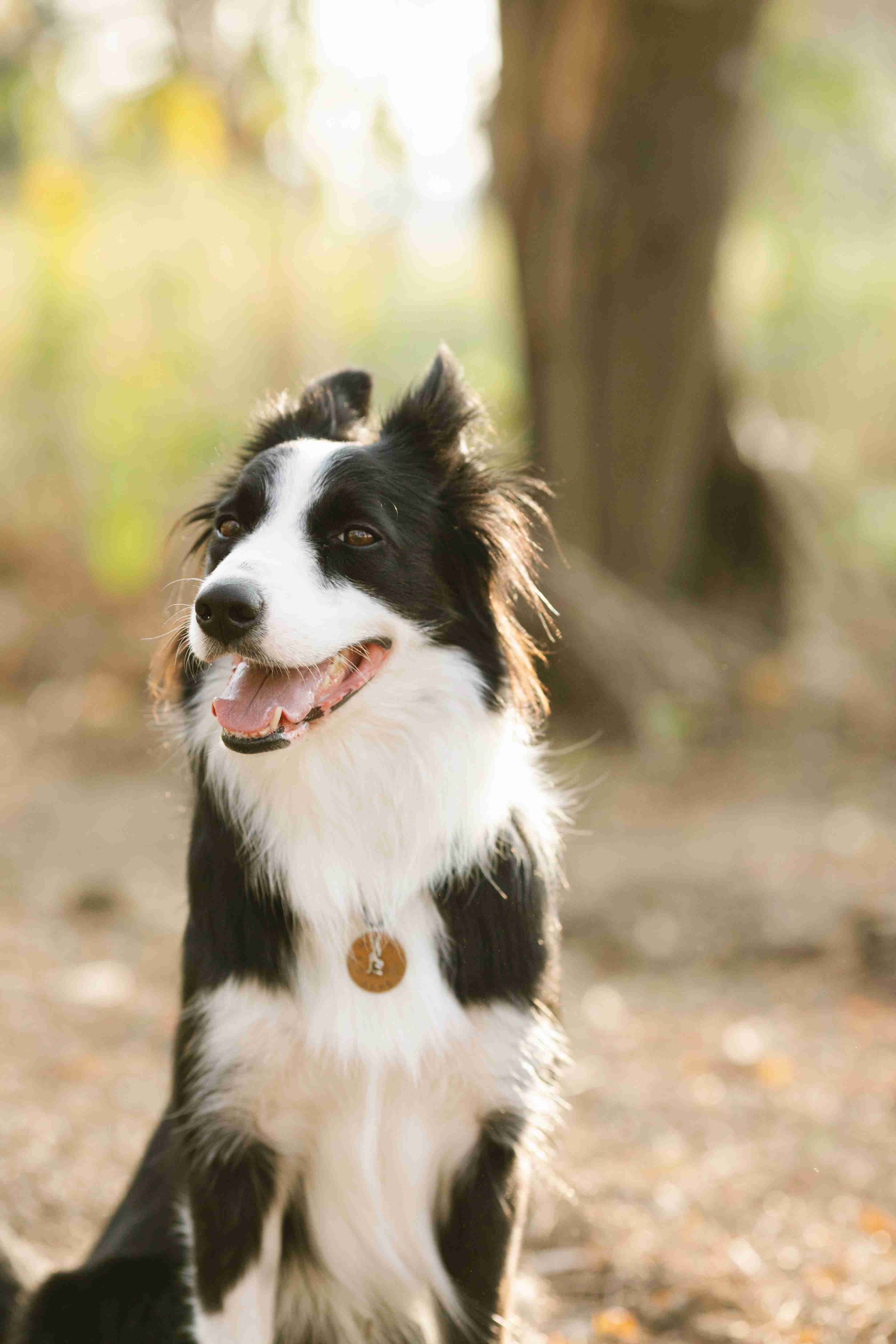 Unleashing the Energy: Understanding the Average Activity Level of Border Collies