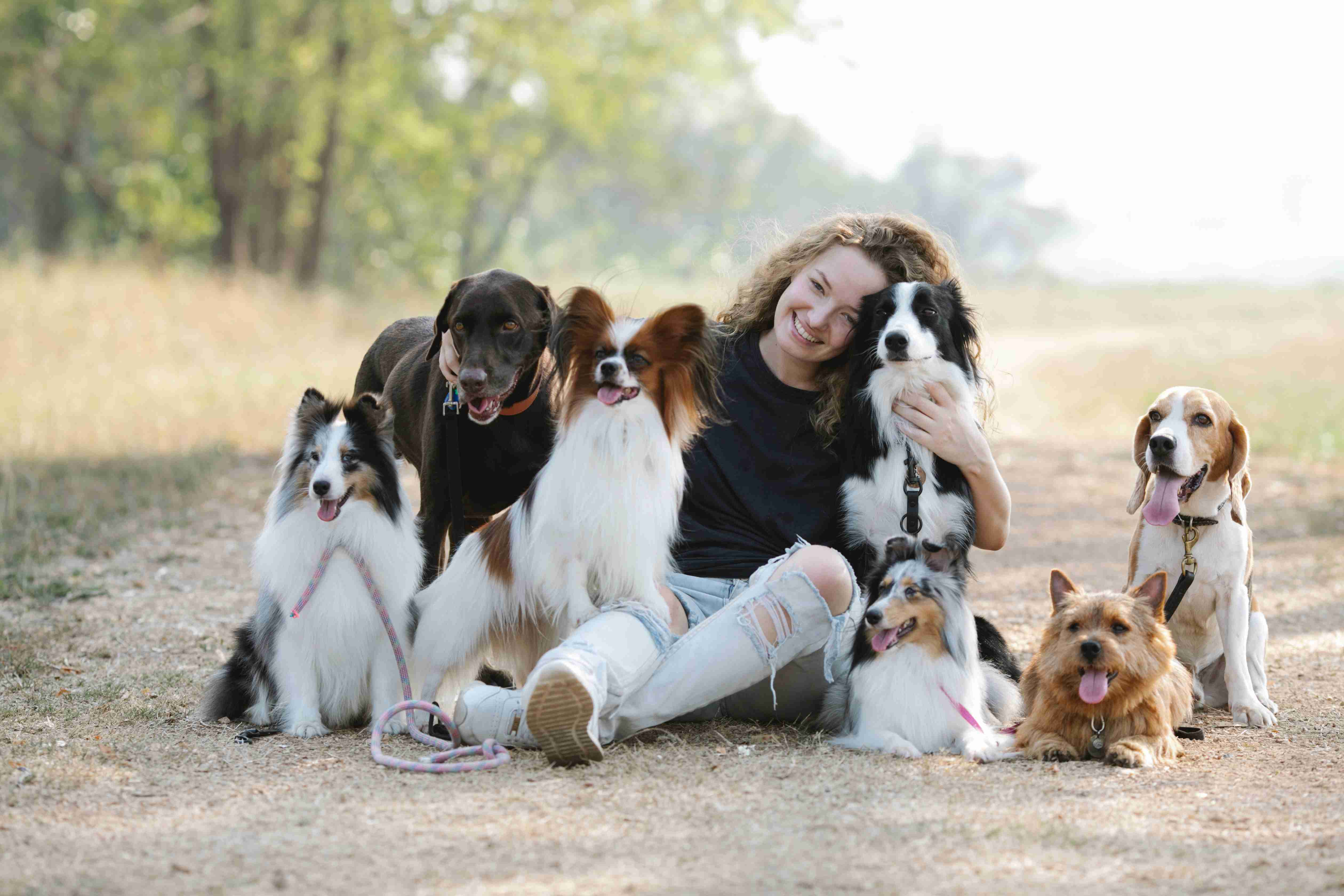 Border Collie Puppies: When is the best time to bring them home?